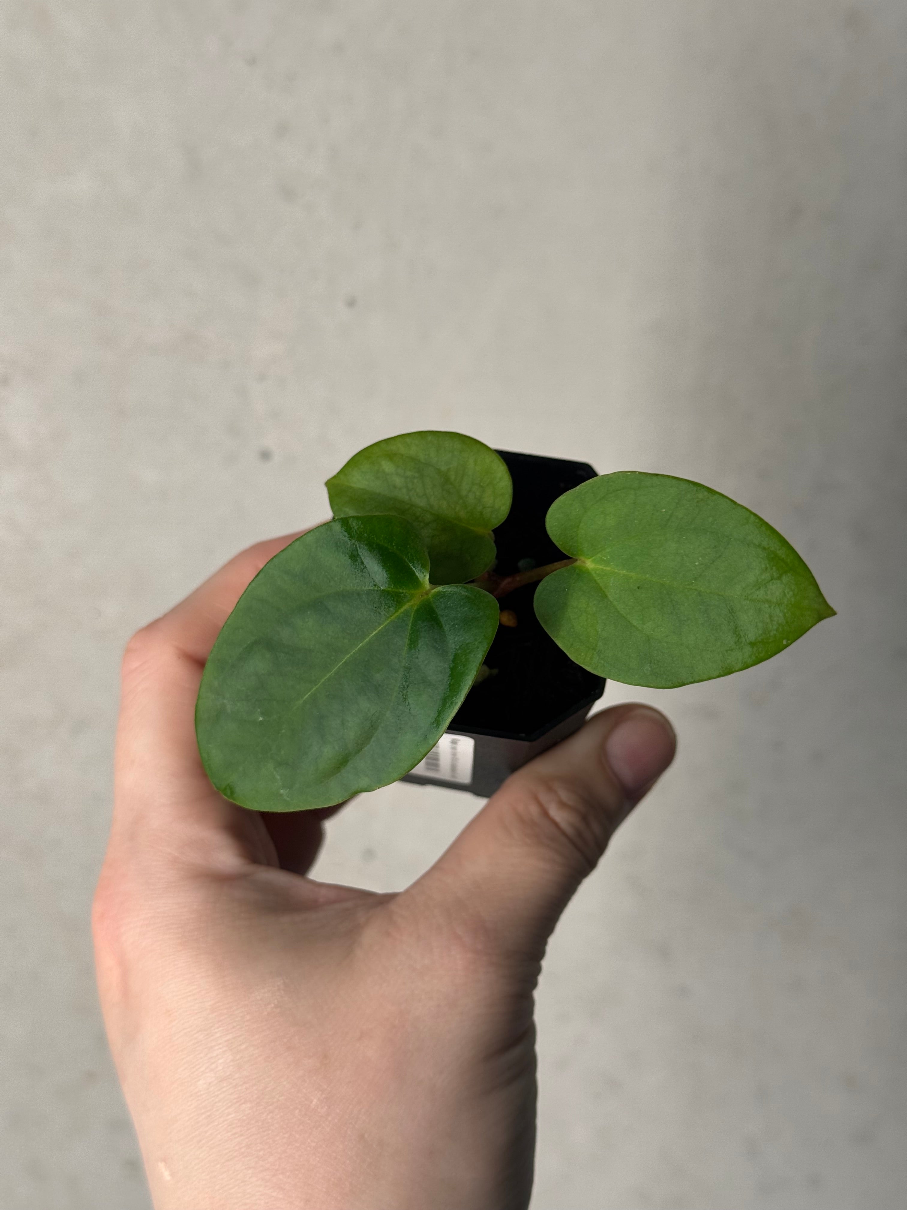 Anthurium (Ralph Lynam x Dressleri RG) x (Carlablackiae A1 x self)