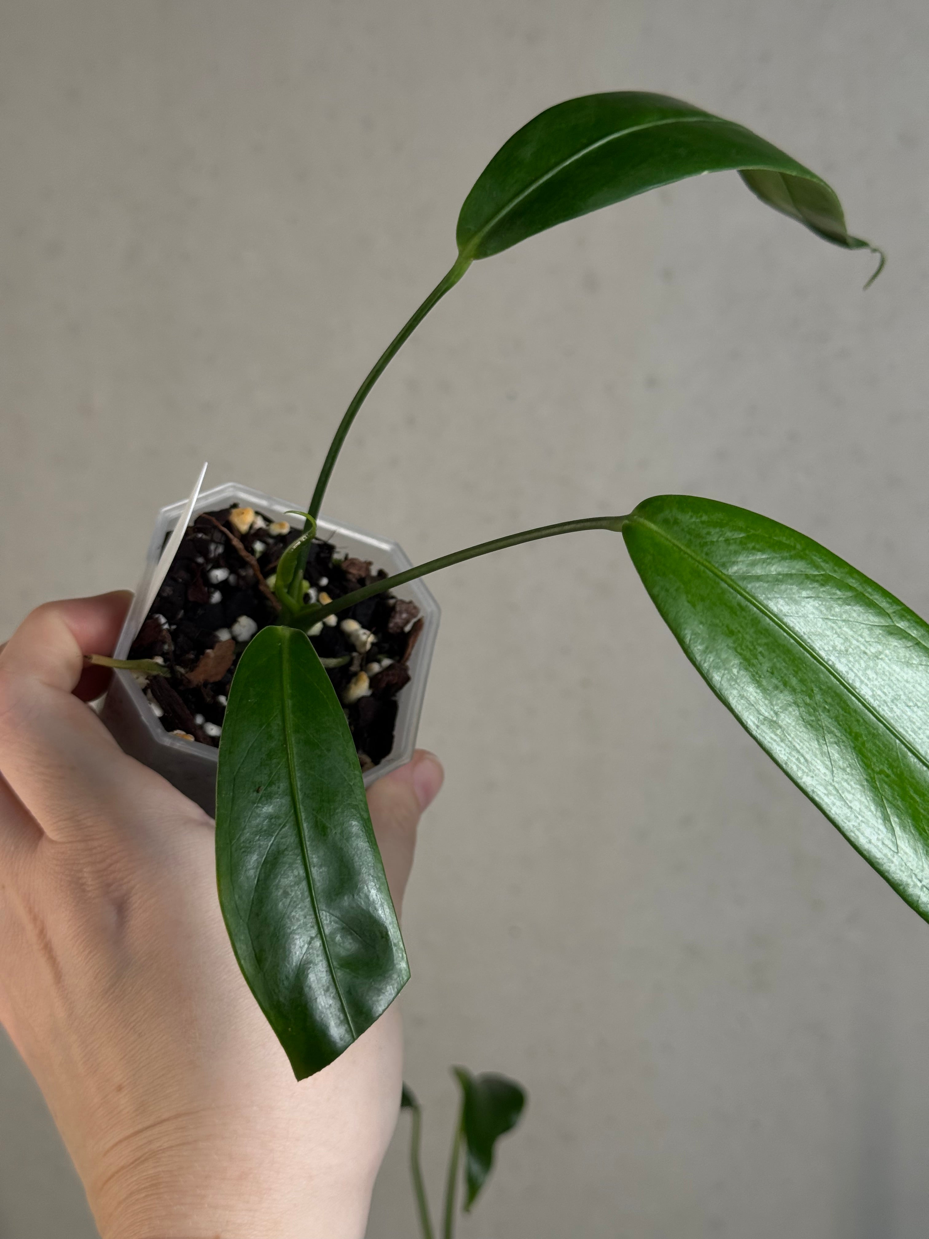 Anthurium Eminens S1