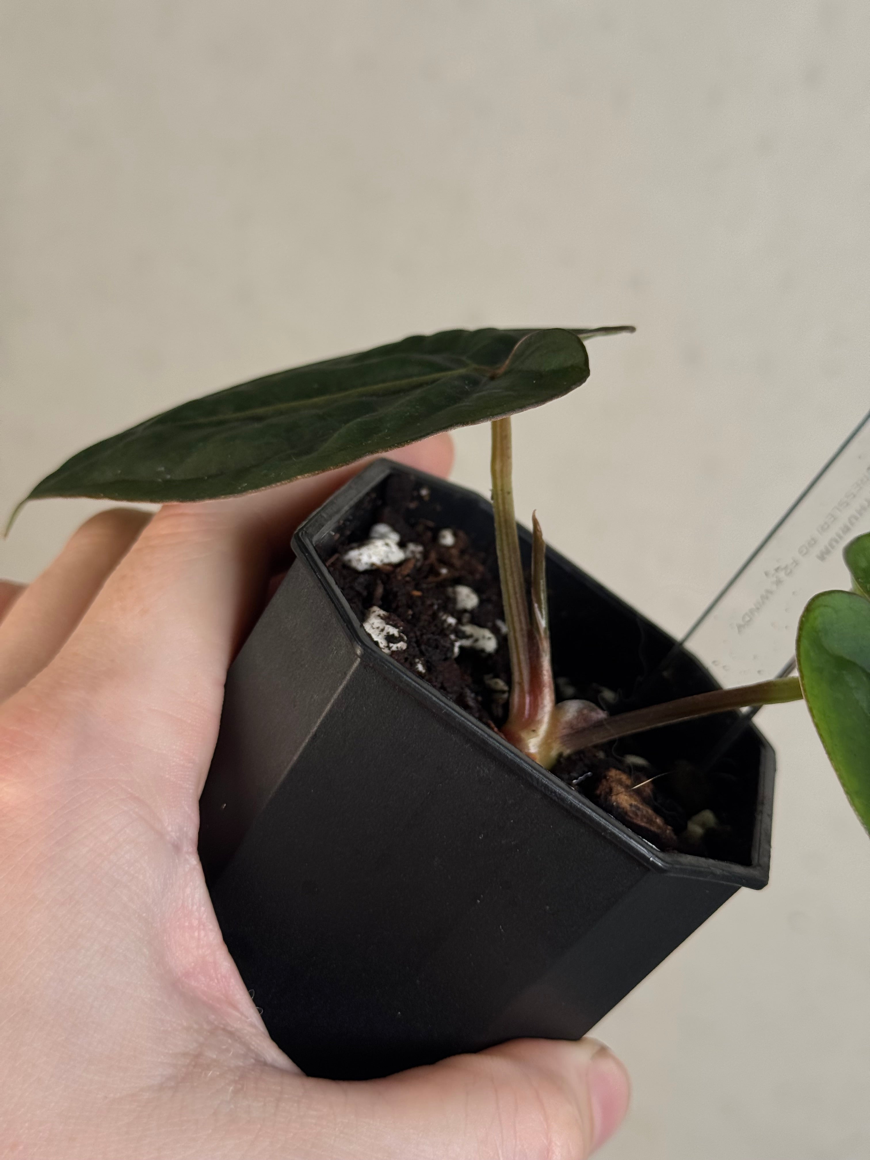 Anthurium Dressleri RG F2 x ‘Windy’ - Clone