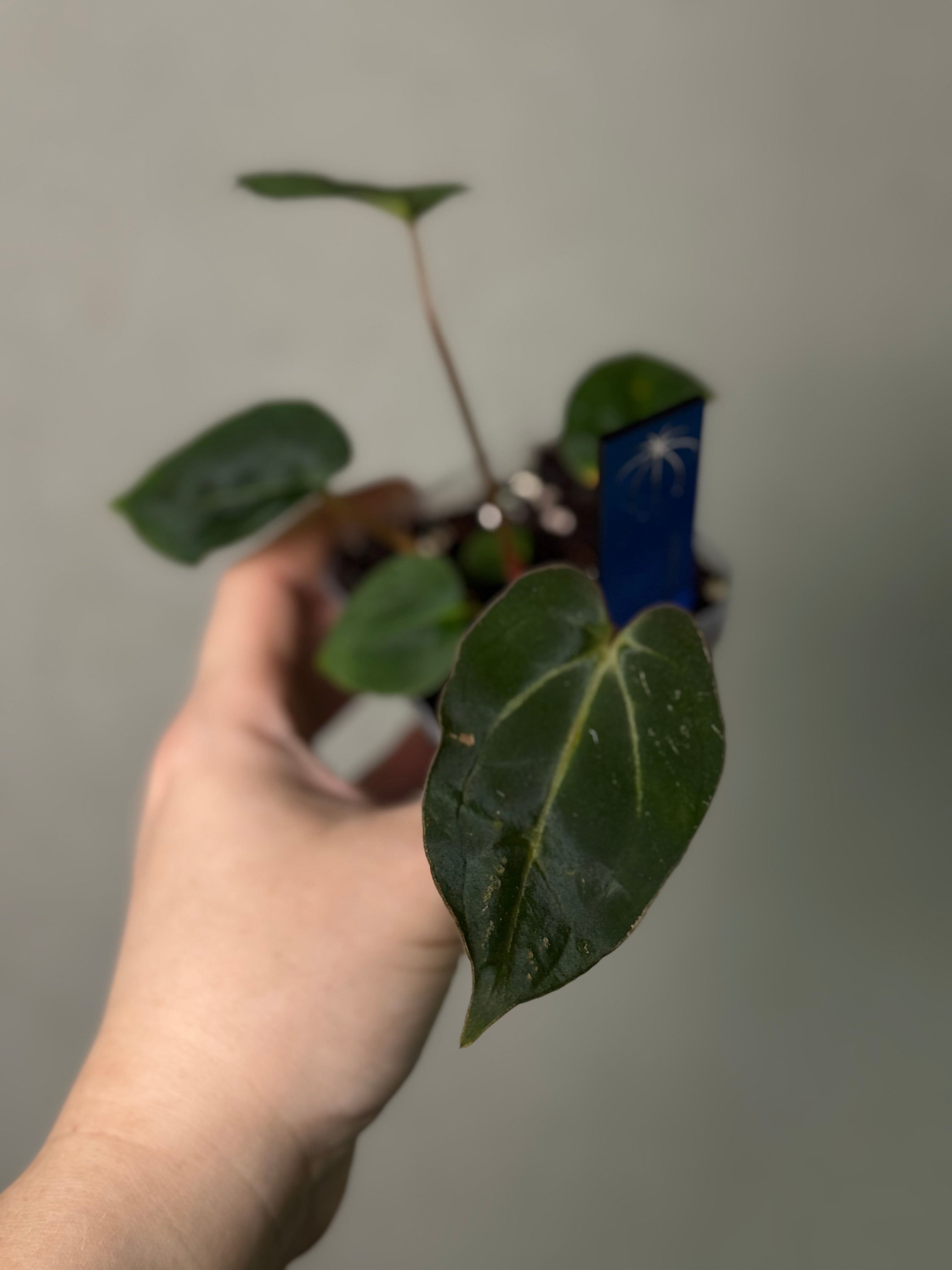 Anthurium Carlablackiae ('Round' x GPH-001) x Portillae 'Dorito'