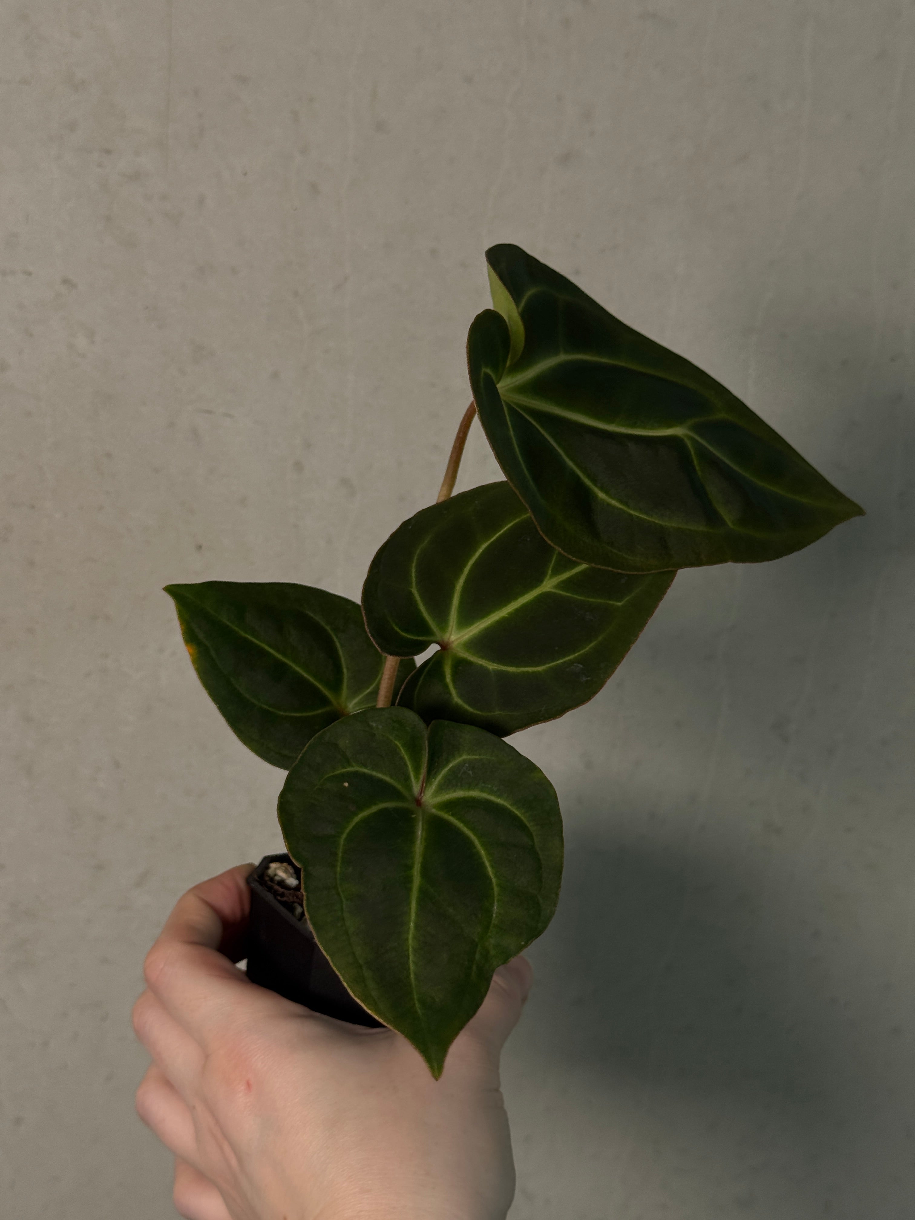 Anthurium Besseae aff