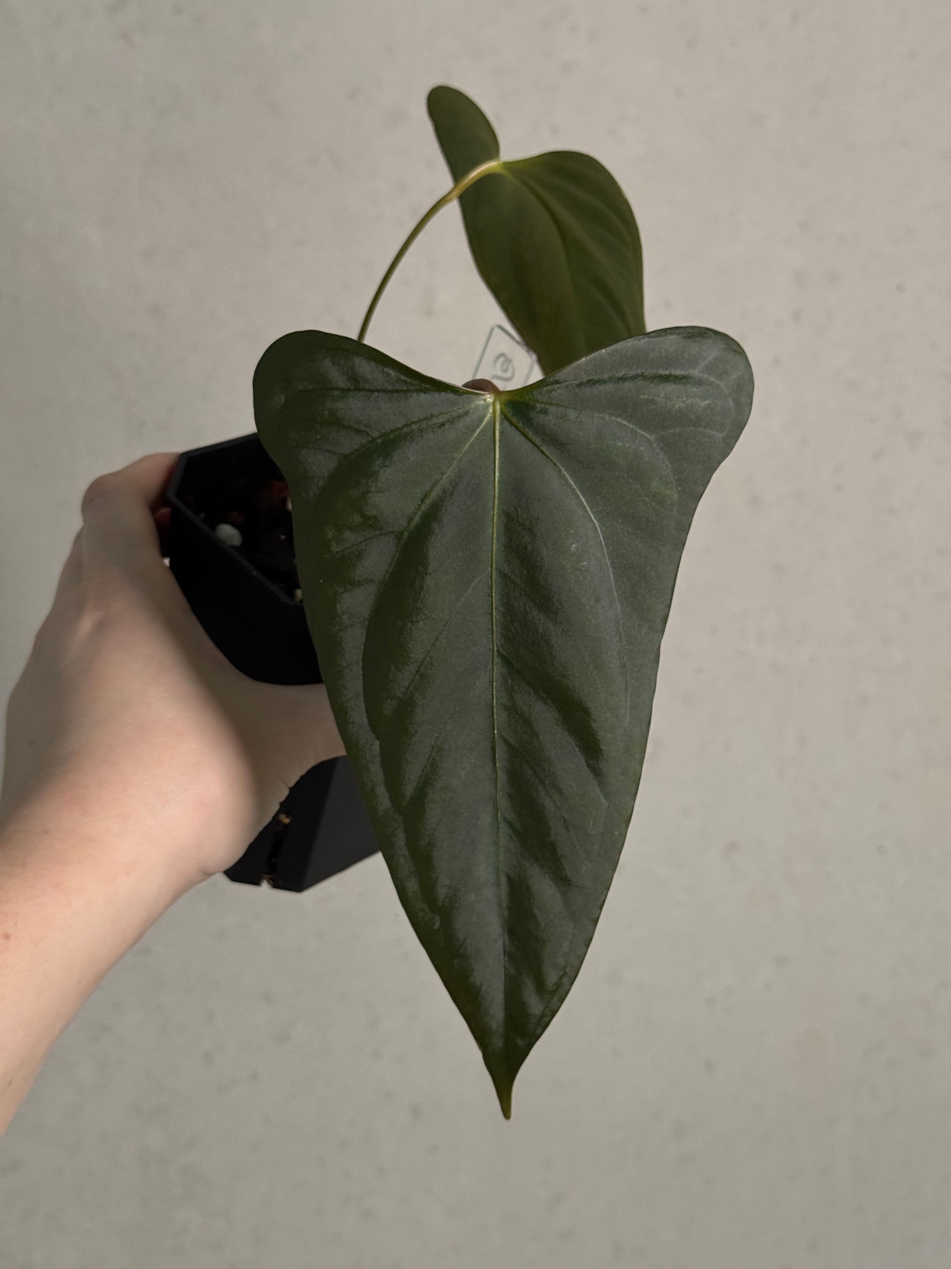 Anthurium Indo Portillae - Clone