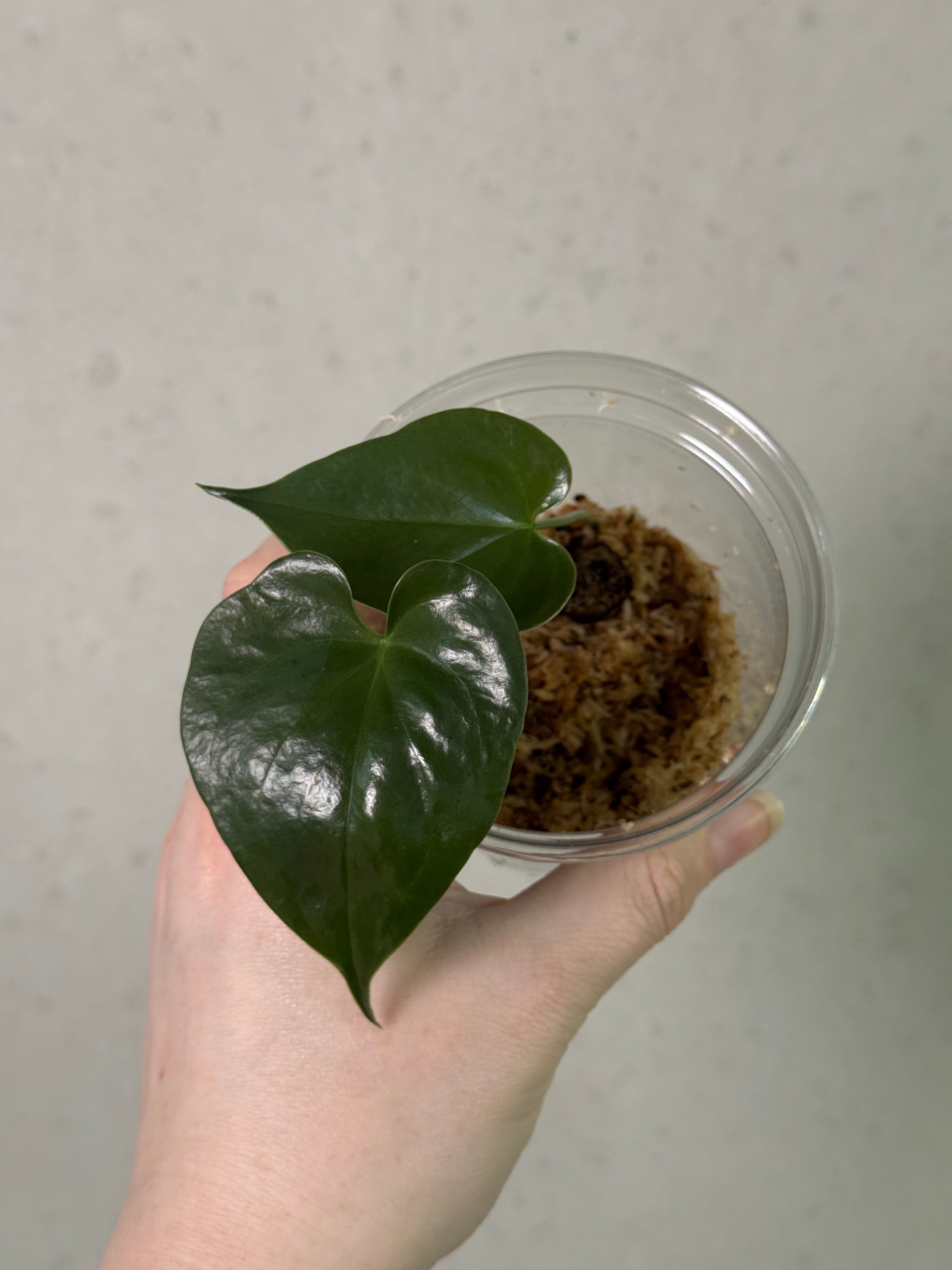 Anthurium Lucens - Clone