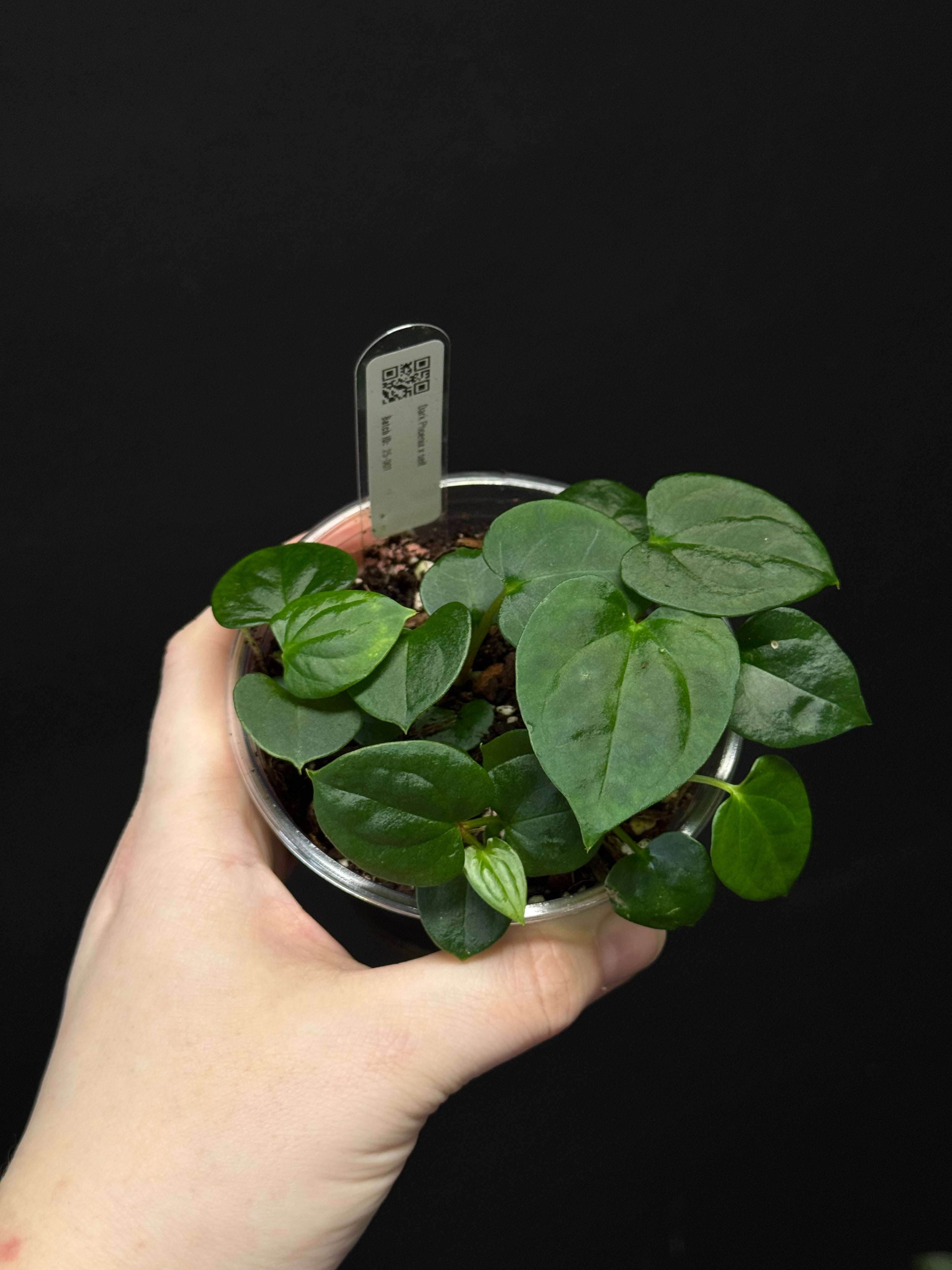 Baby Plant Bundle - Various plants