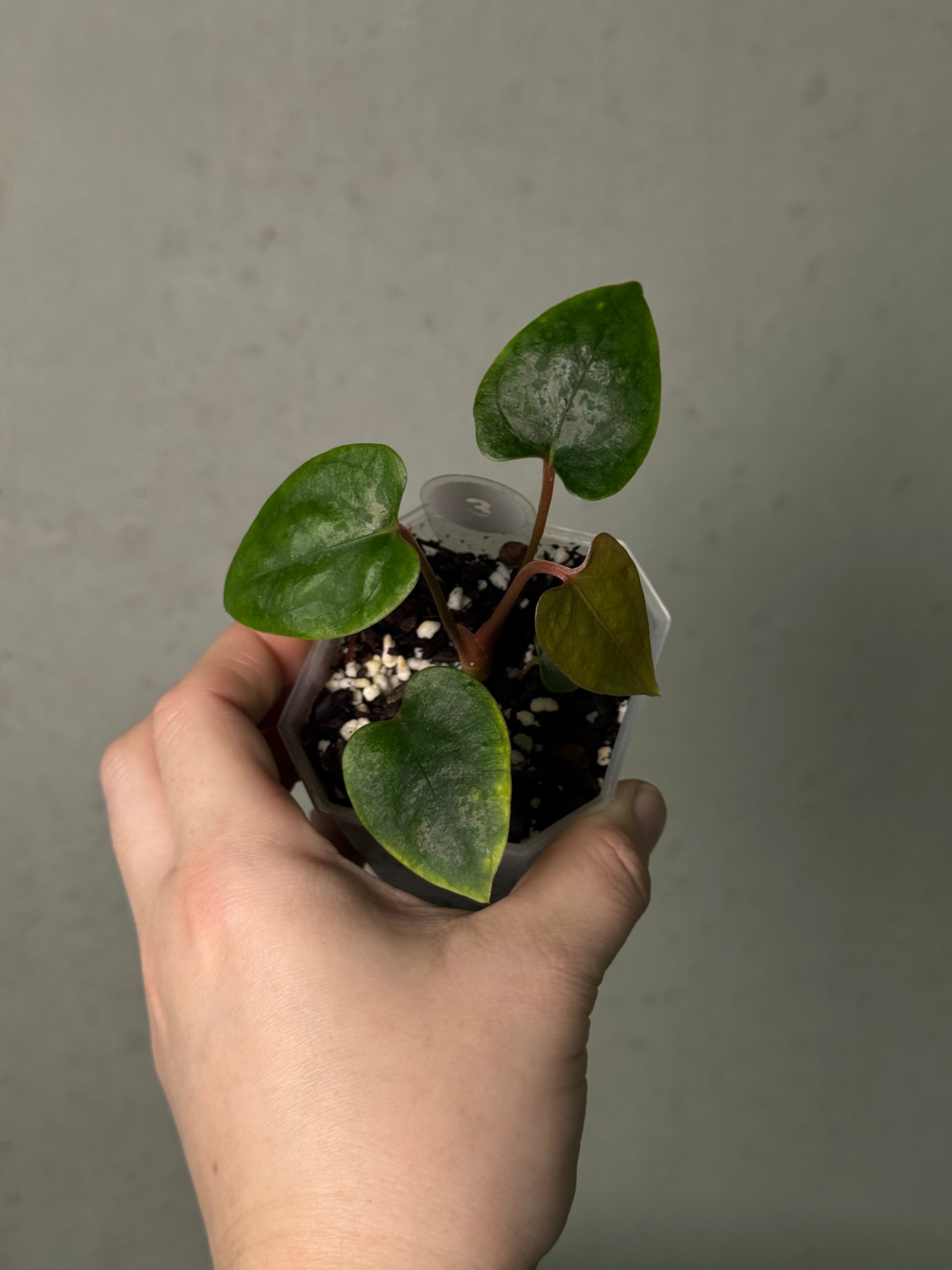 Anthurium cf. Sagittatum S1