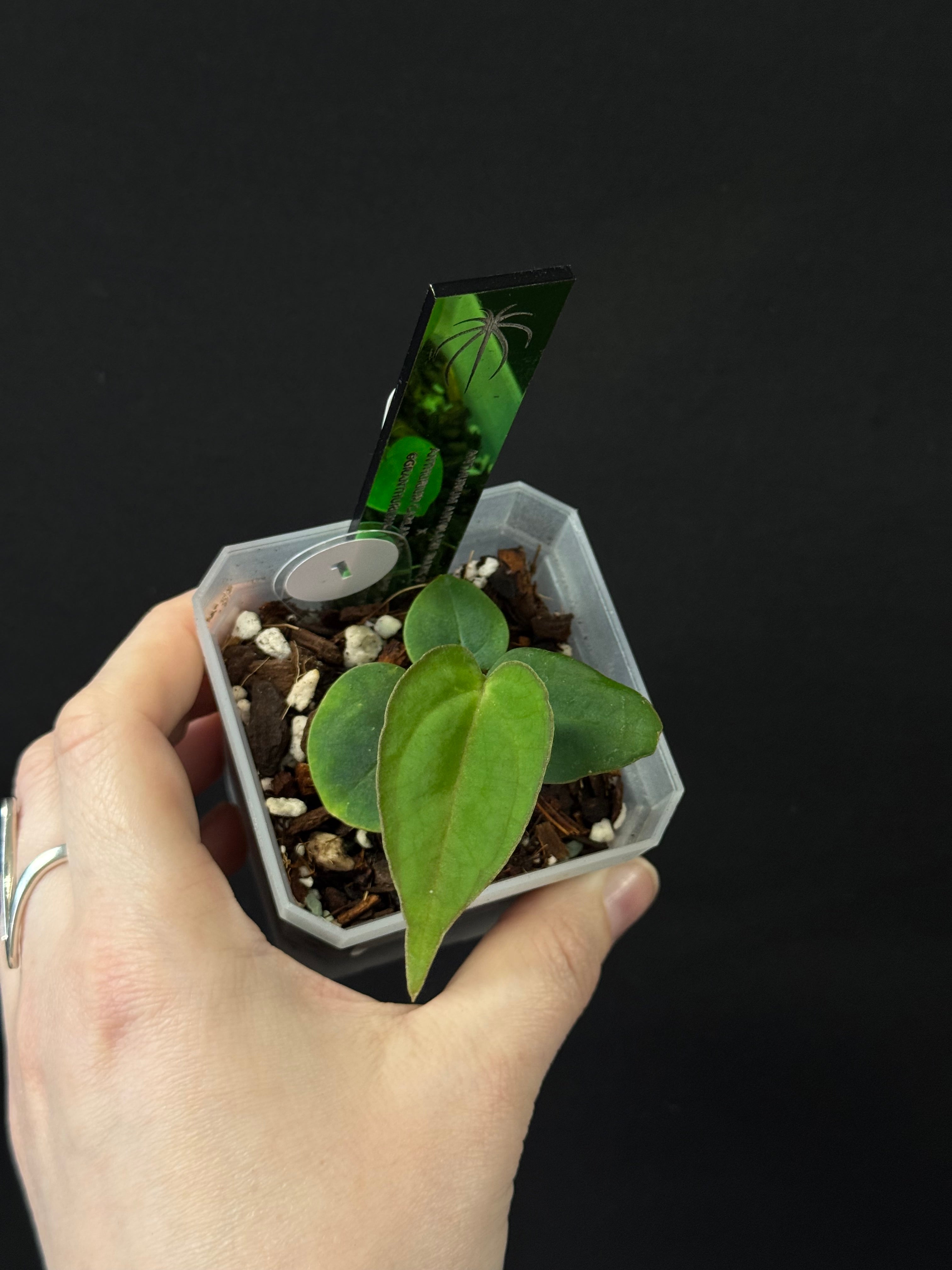 Anthurium Antolakii (BVEP) 'Dark Star' x Carlablackiae GPH-001
