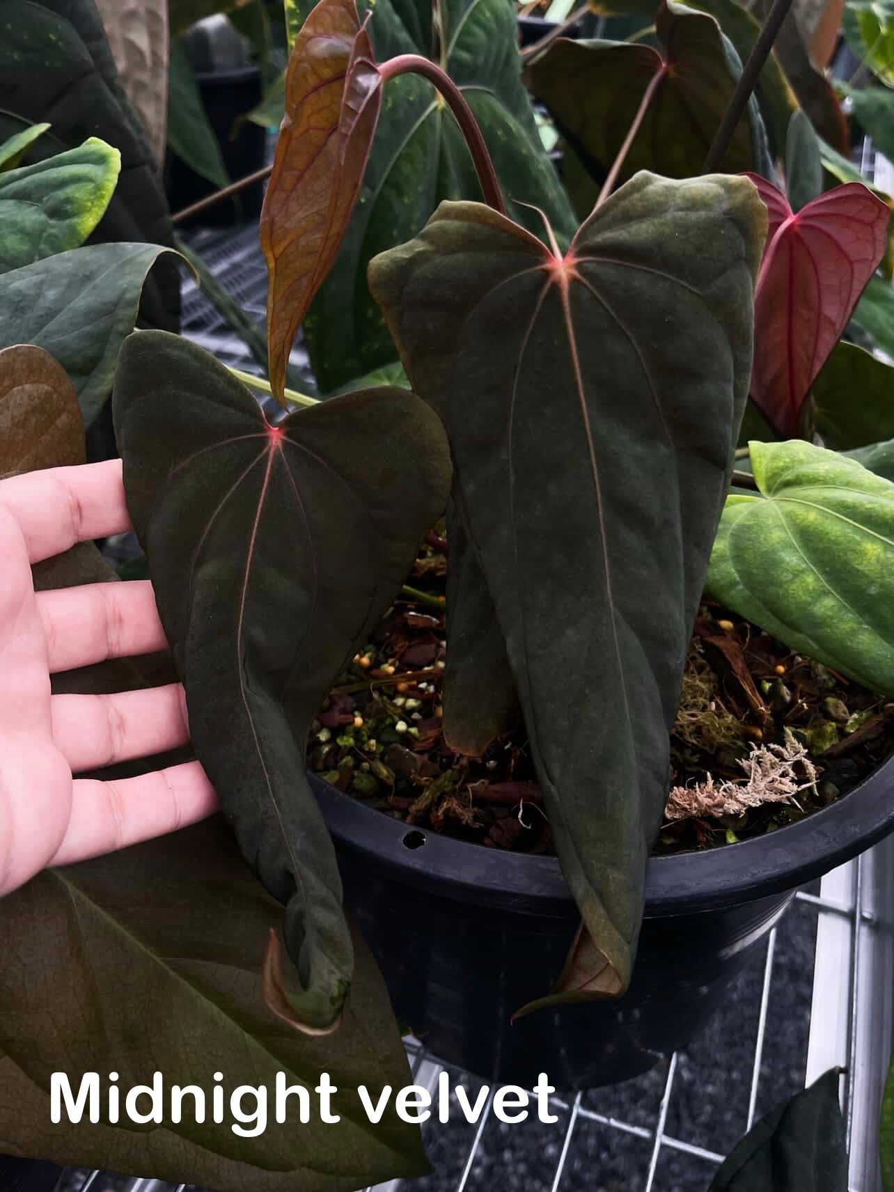 NFS: Anthurium Midnight Velvet x BVEP (Tezula) - SMUKHI