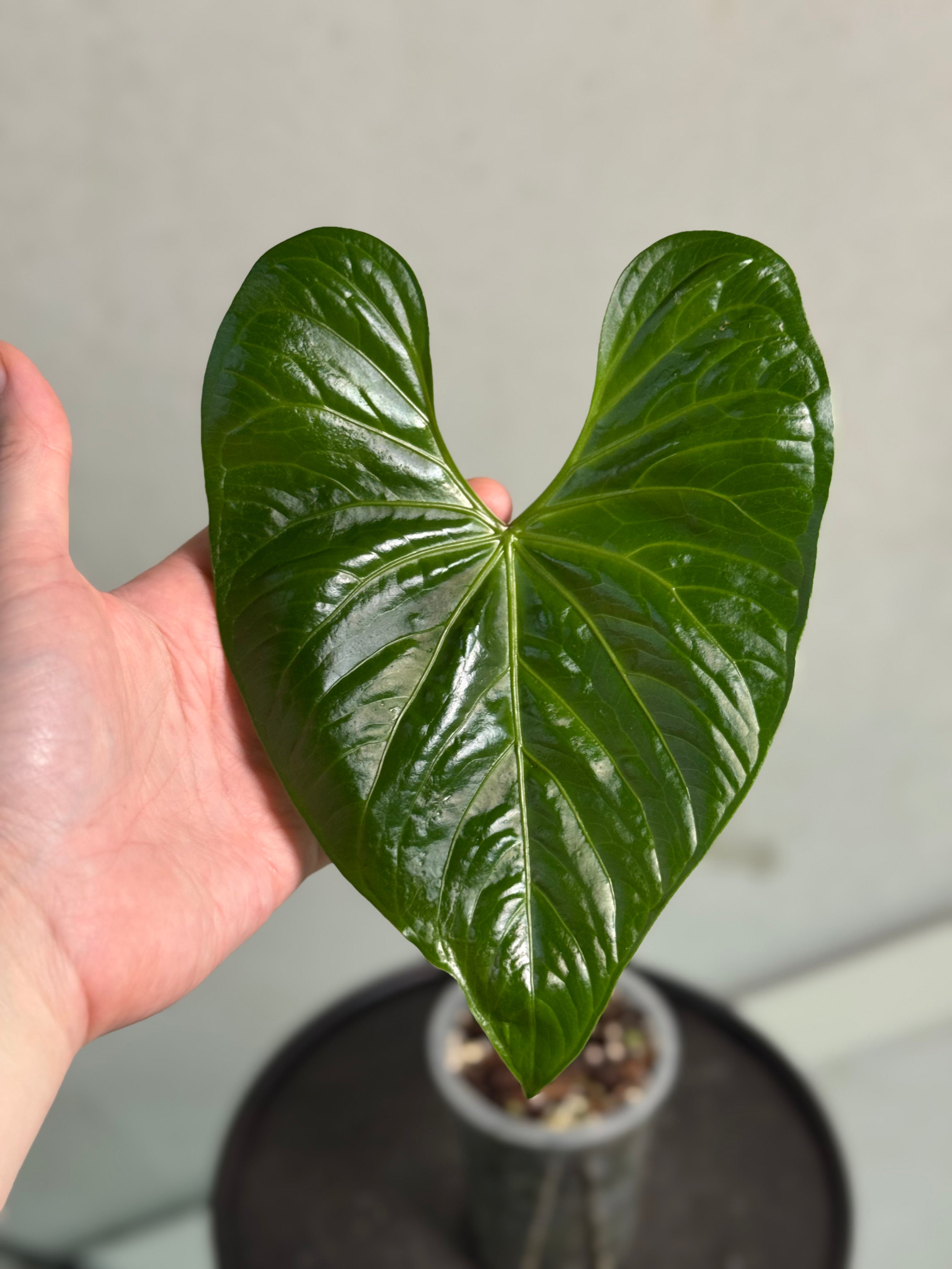 Anthurium Nigrolaminum - SMUKHI