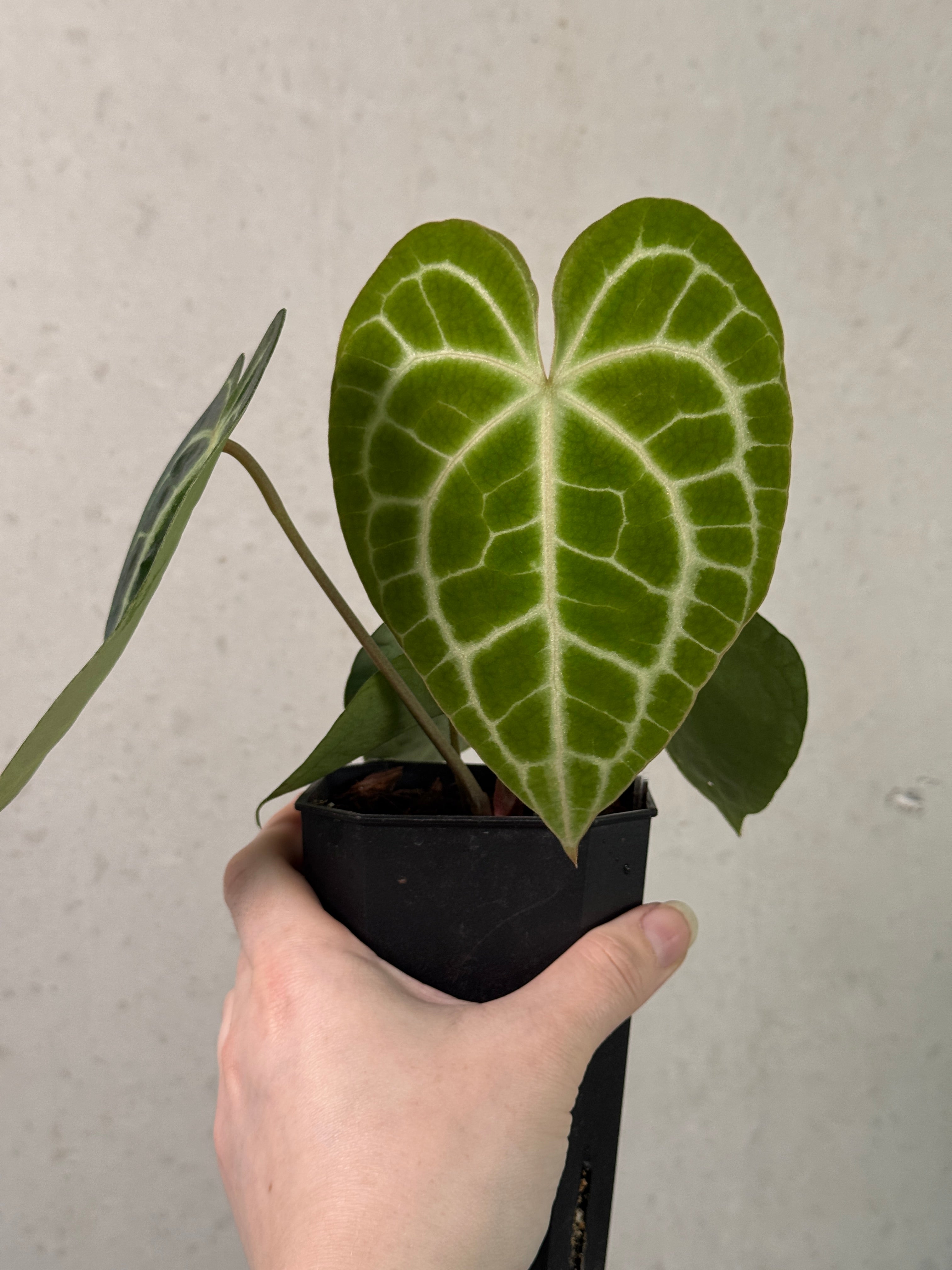 Anthurium King Clarinervium ‘Sulanjana’