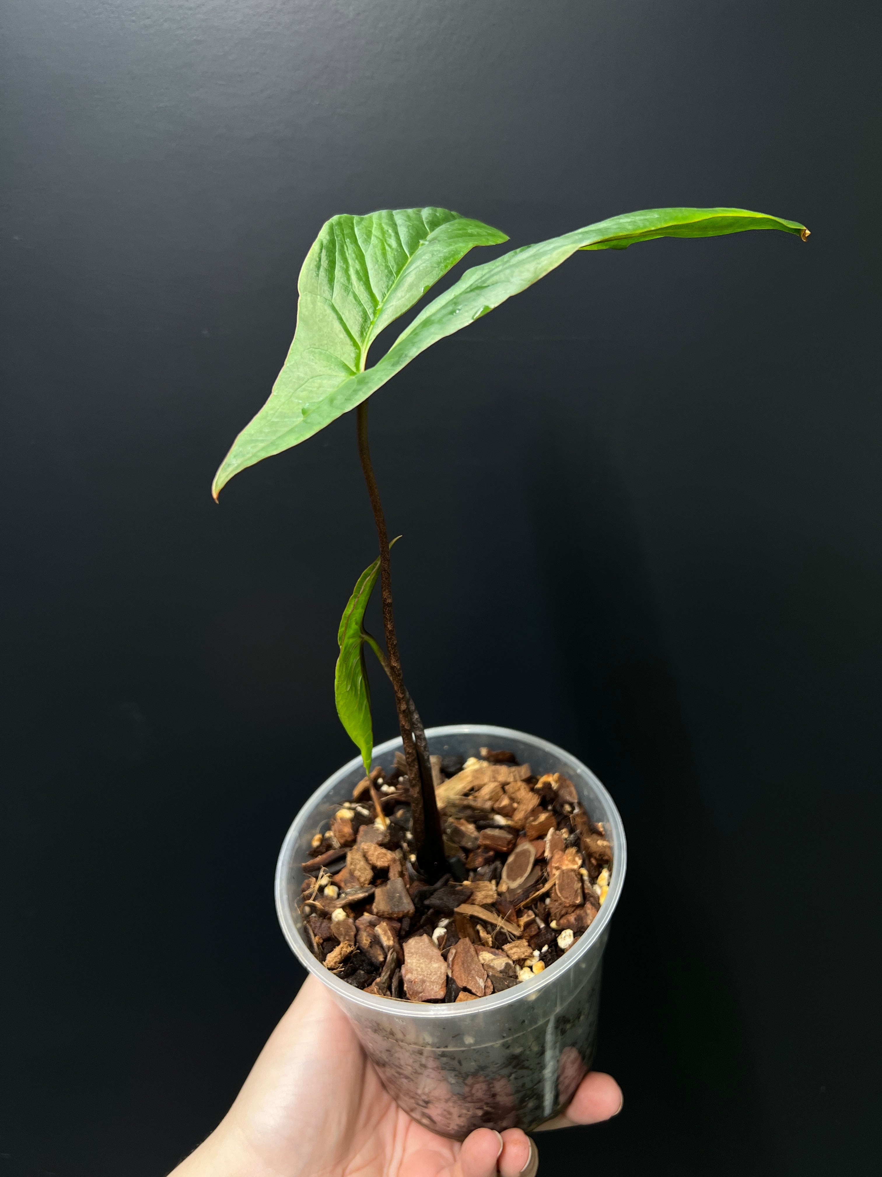 Cyrtosperma Hambalii