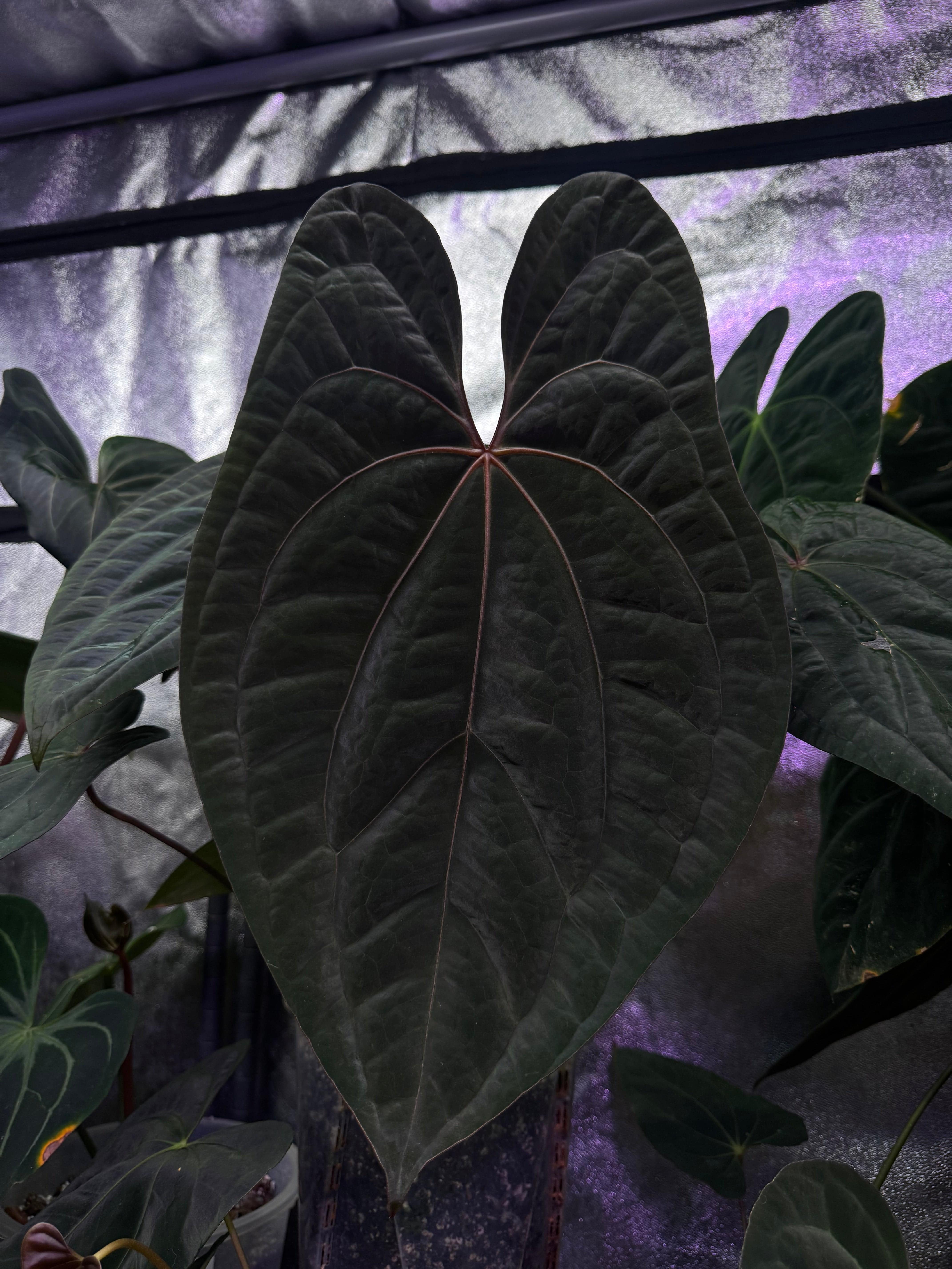 NFS: Anthurium Red Vein Dark Phoenix #1 - SMUKHI