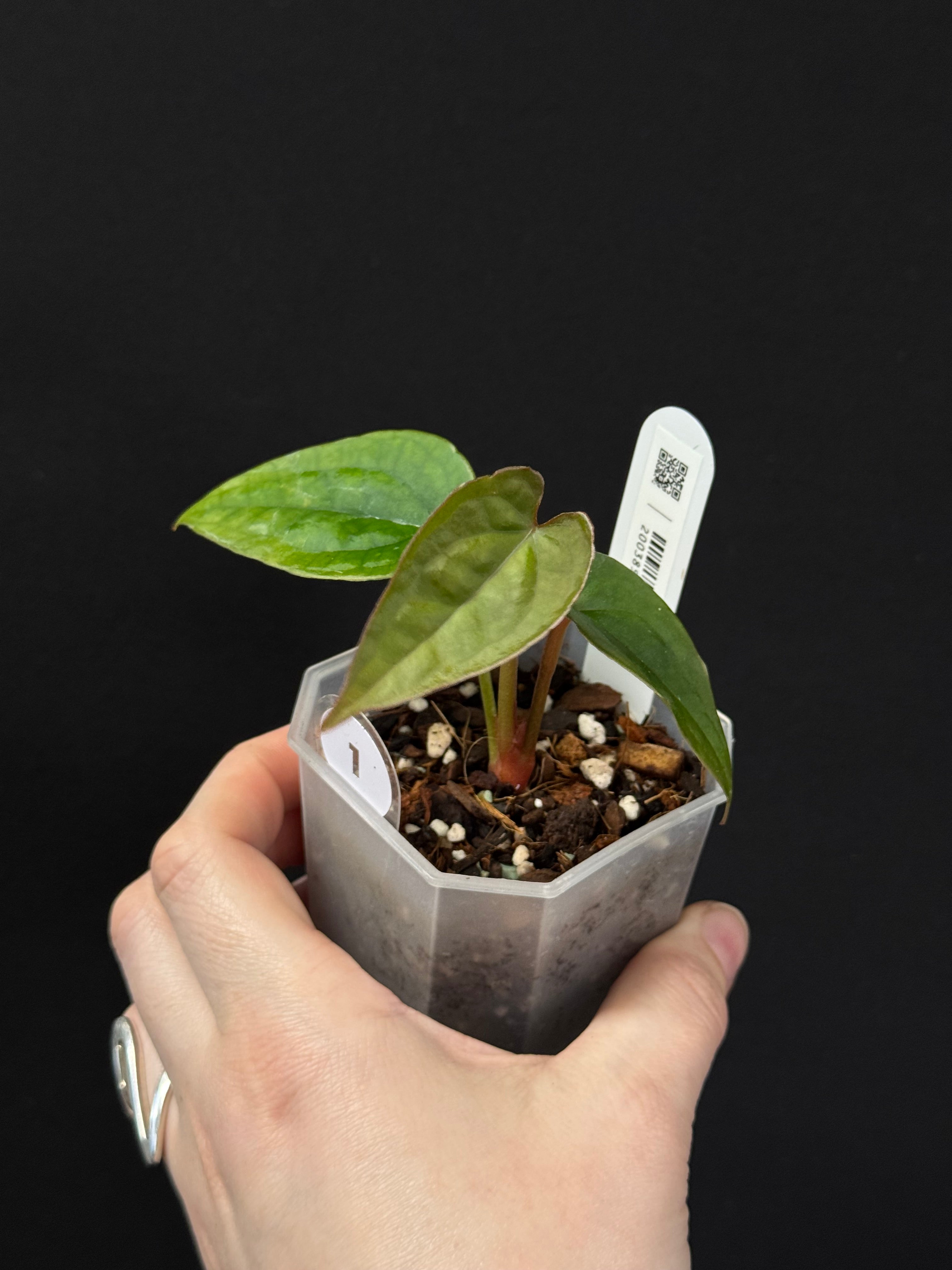 Anthurium Forgetii x Luxurians