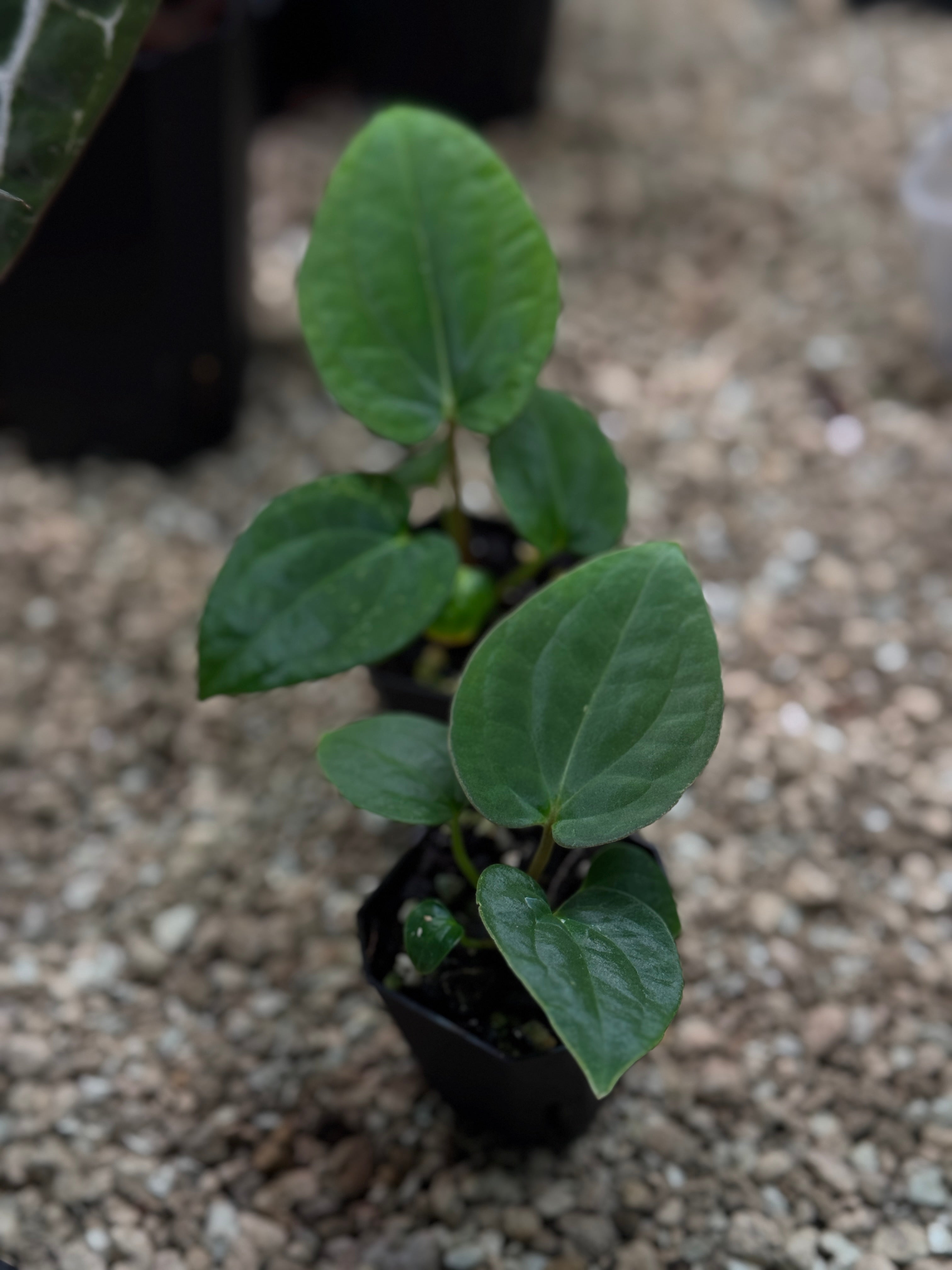 Anthurium Kunayalense PM5 x (BVEP RA1 or sp. Nov DF)