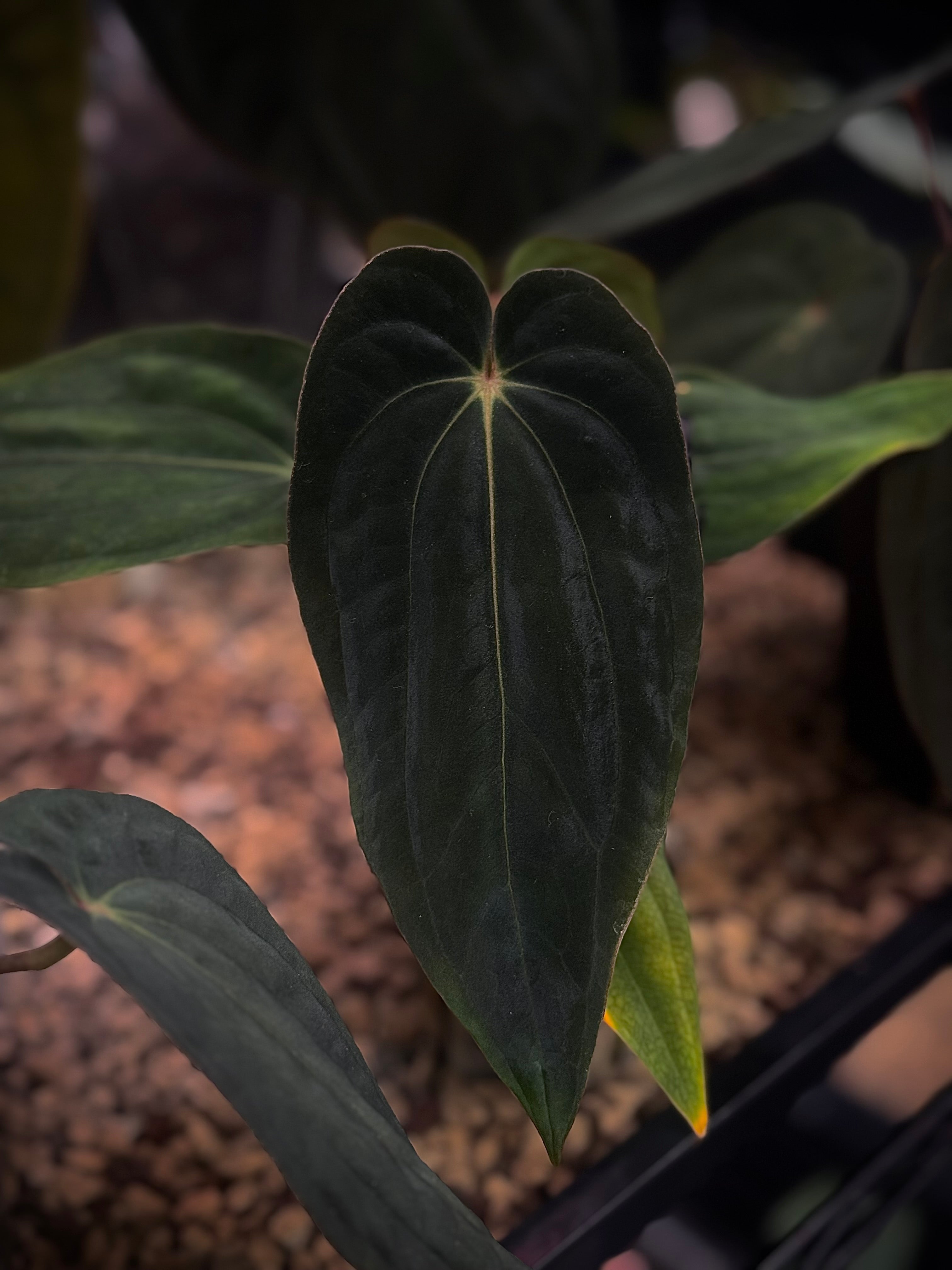 NFS: Anthurium BVEP ‘Round’ x RA1 F2 (2)