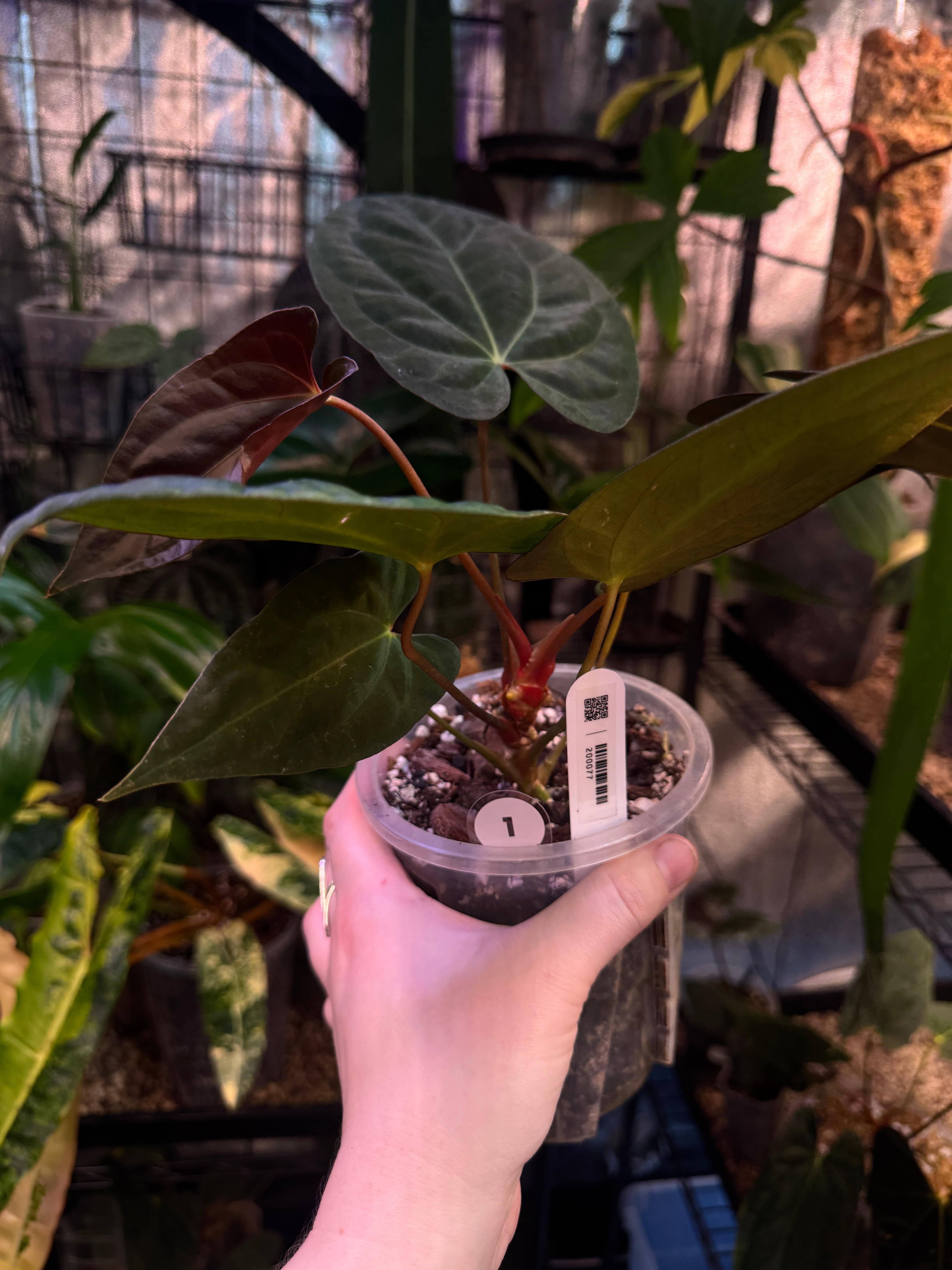 NFS: Anthurium Papillilaminum XOne - SMUKHI