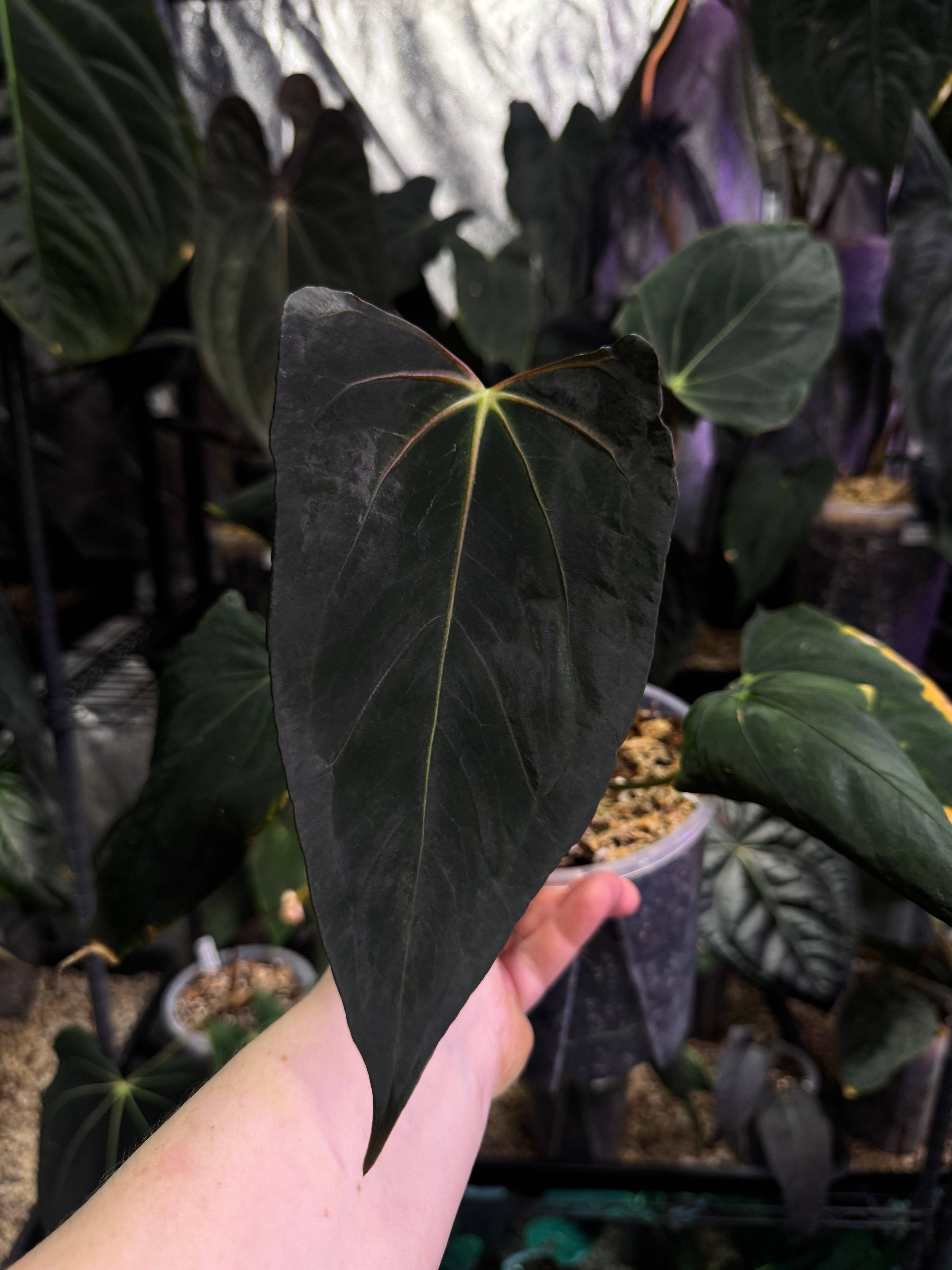 NFS: Anthurium Dark Phoenix x Dark Phoenix - Wide Sinus Mutation - SMUKHI