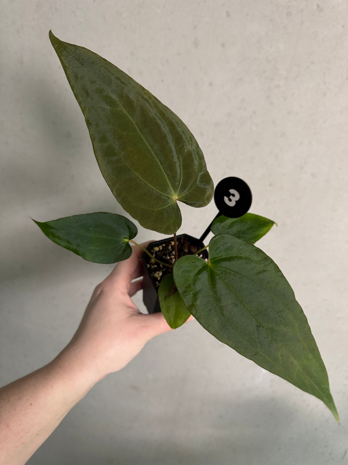 Crystallinaminum Anthurium sp. Nov DF plant with vibrant green leaves and unique leaf patterns, cultivated by Crystallinaminum.