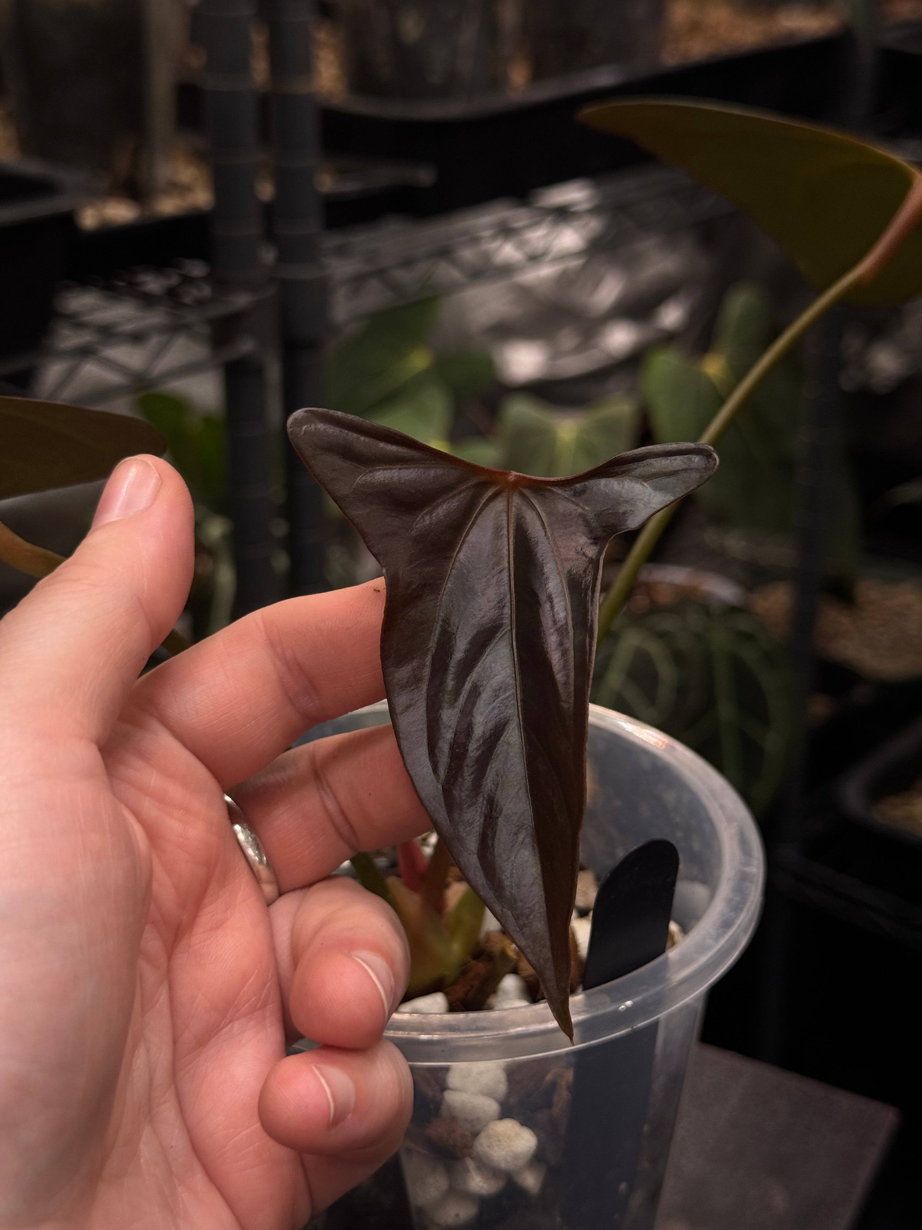 Anthurium Papillilaminum XOne x Indo Portillae - Clone - SMUKHI