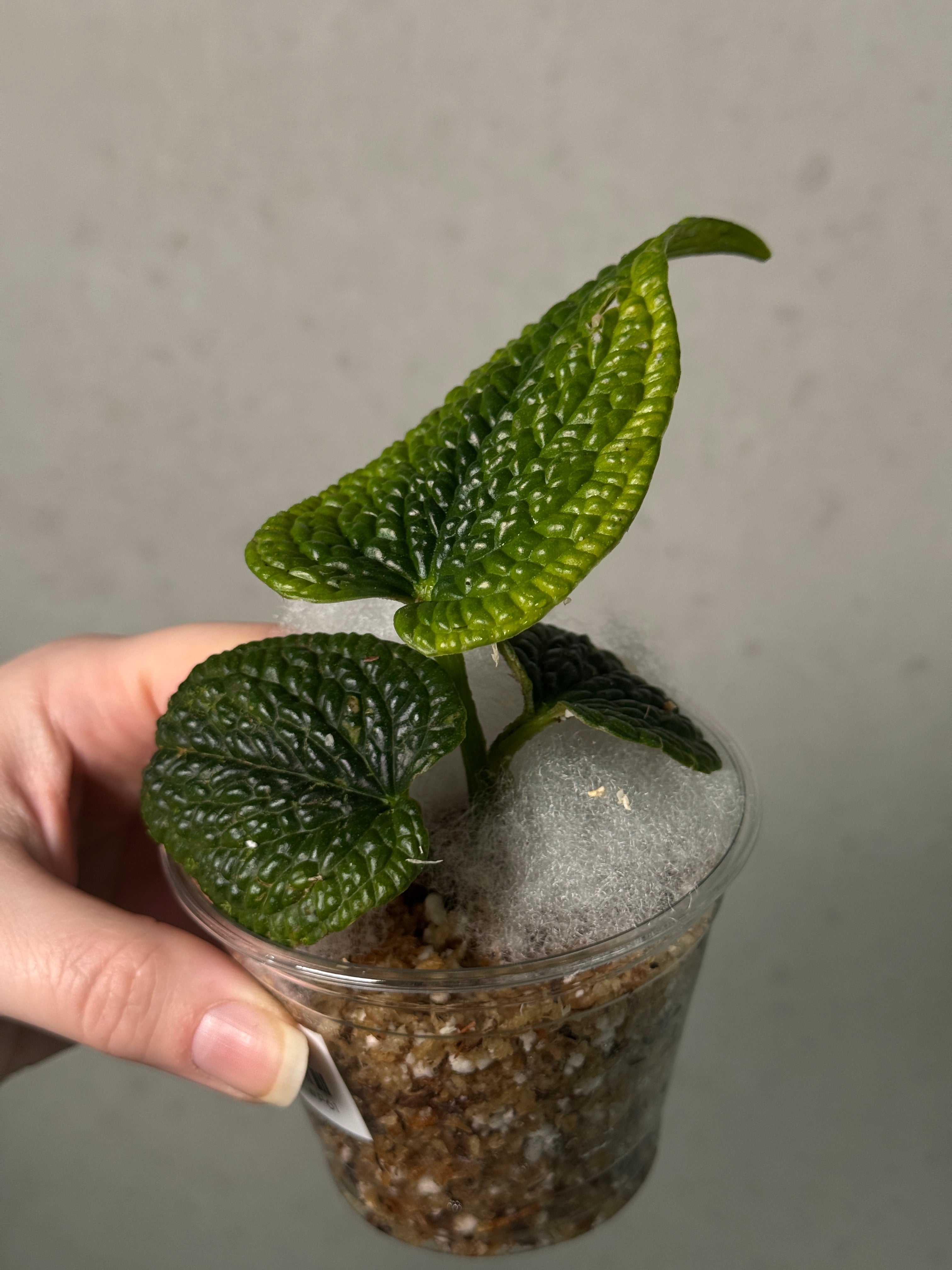 Anthurium Splendidum