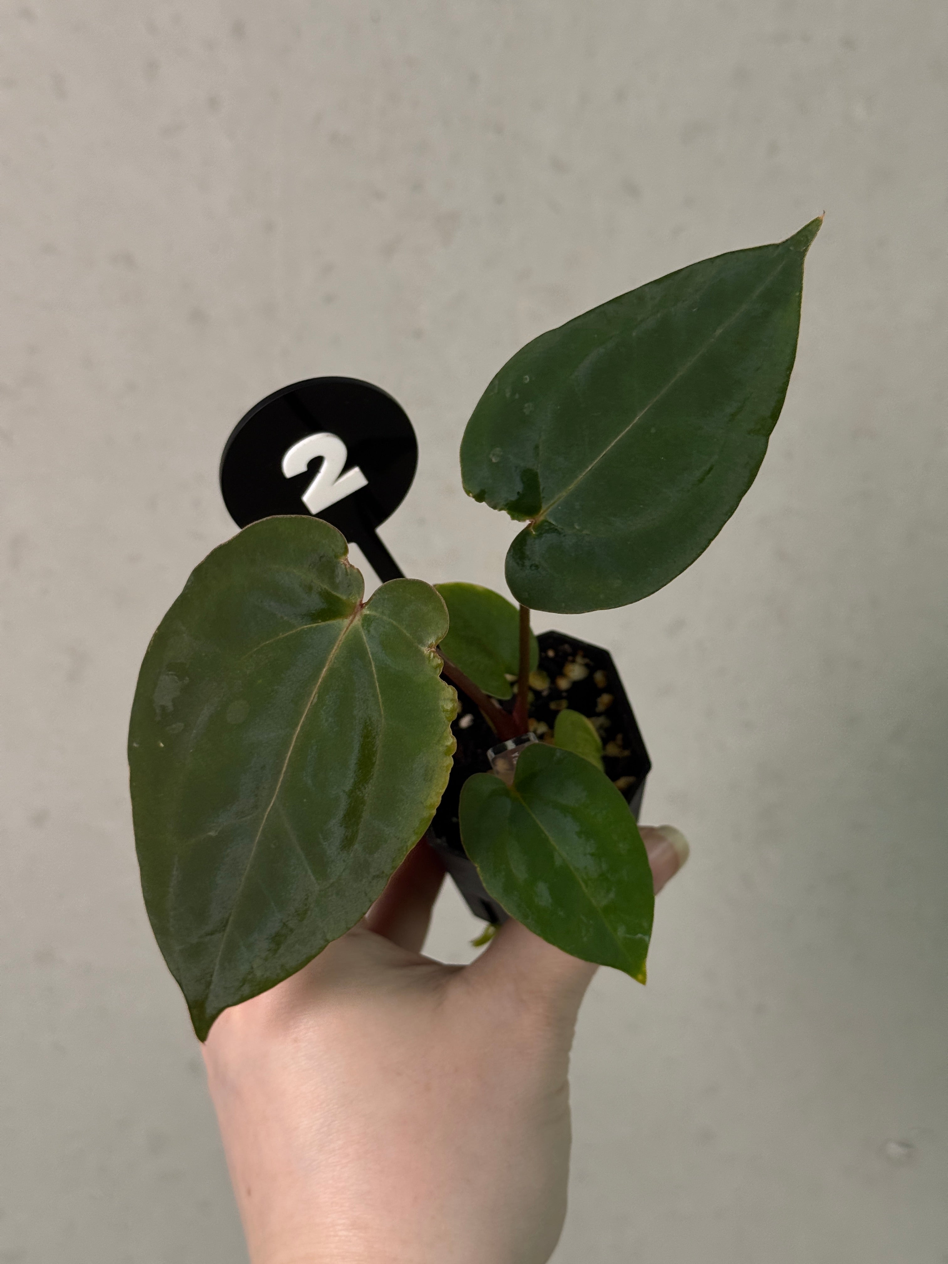 Anthurium Fort Sherman x open