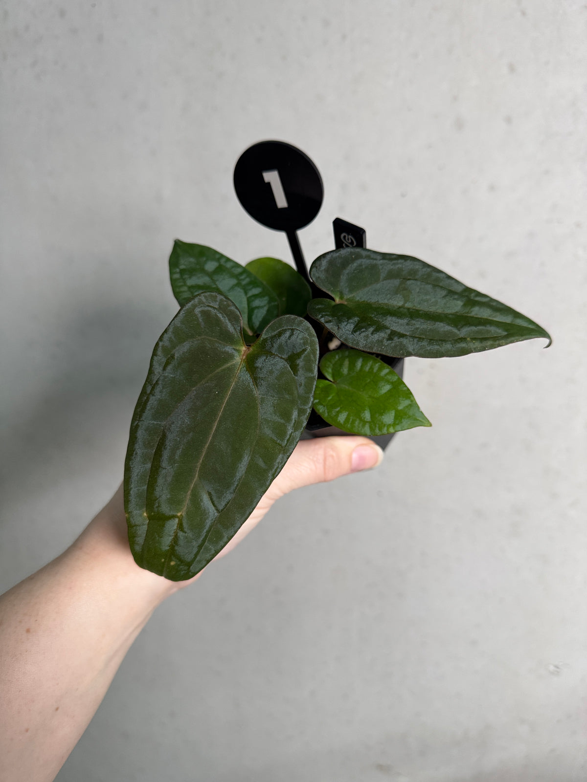 Anthurium plant from SMUKHI featuring glossy green leaves and vibrant red flowers, showcasing a lush indoor tropical plant.