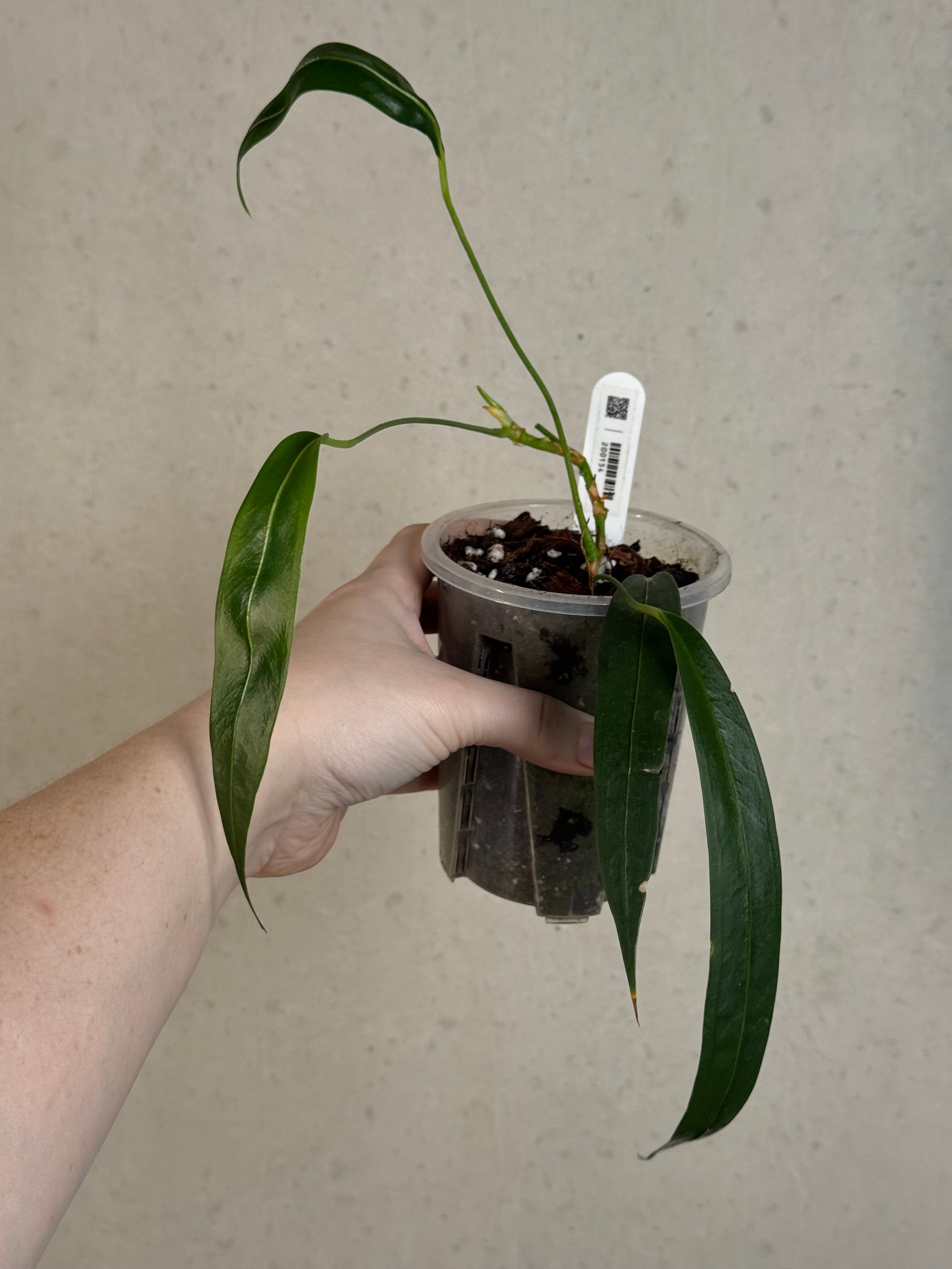 B-Grade/Sad Plants - Various Plants