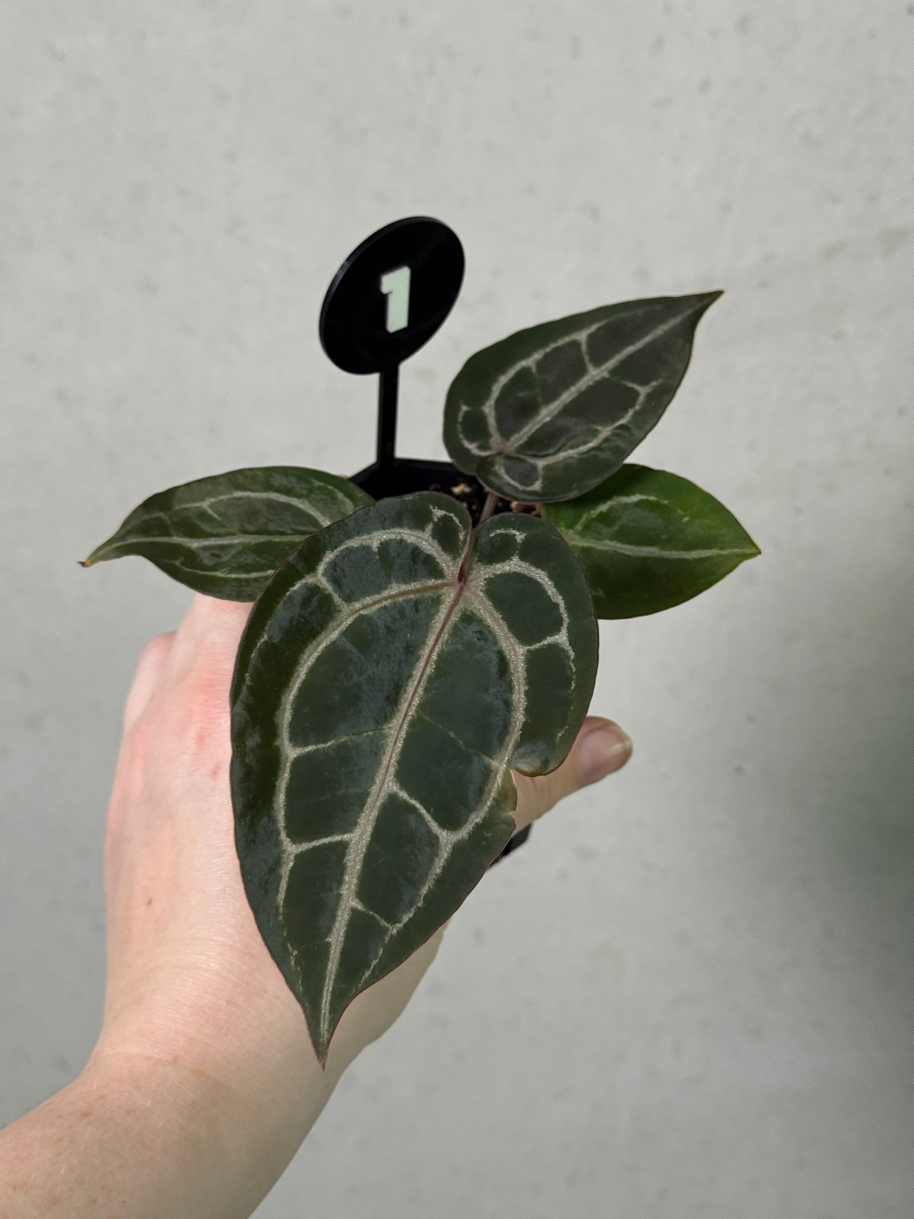 Healthy Anthurium Michelle plant with glossy green leaves and vibrant red spathes, displayed in a decorative pot.