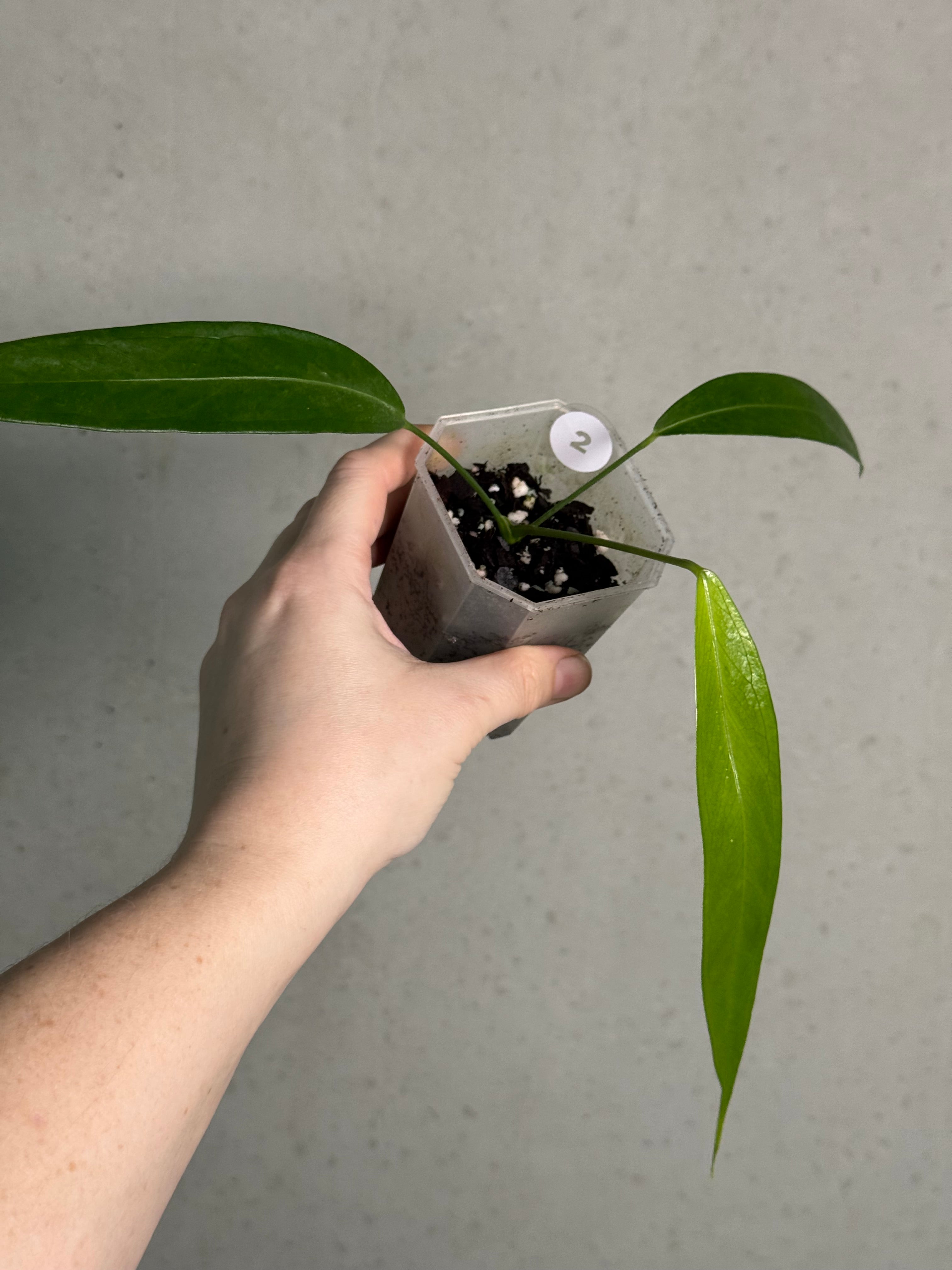 Anthurium Eminens S1 - SMUKHI