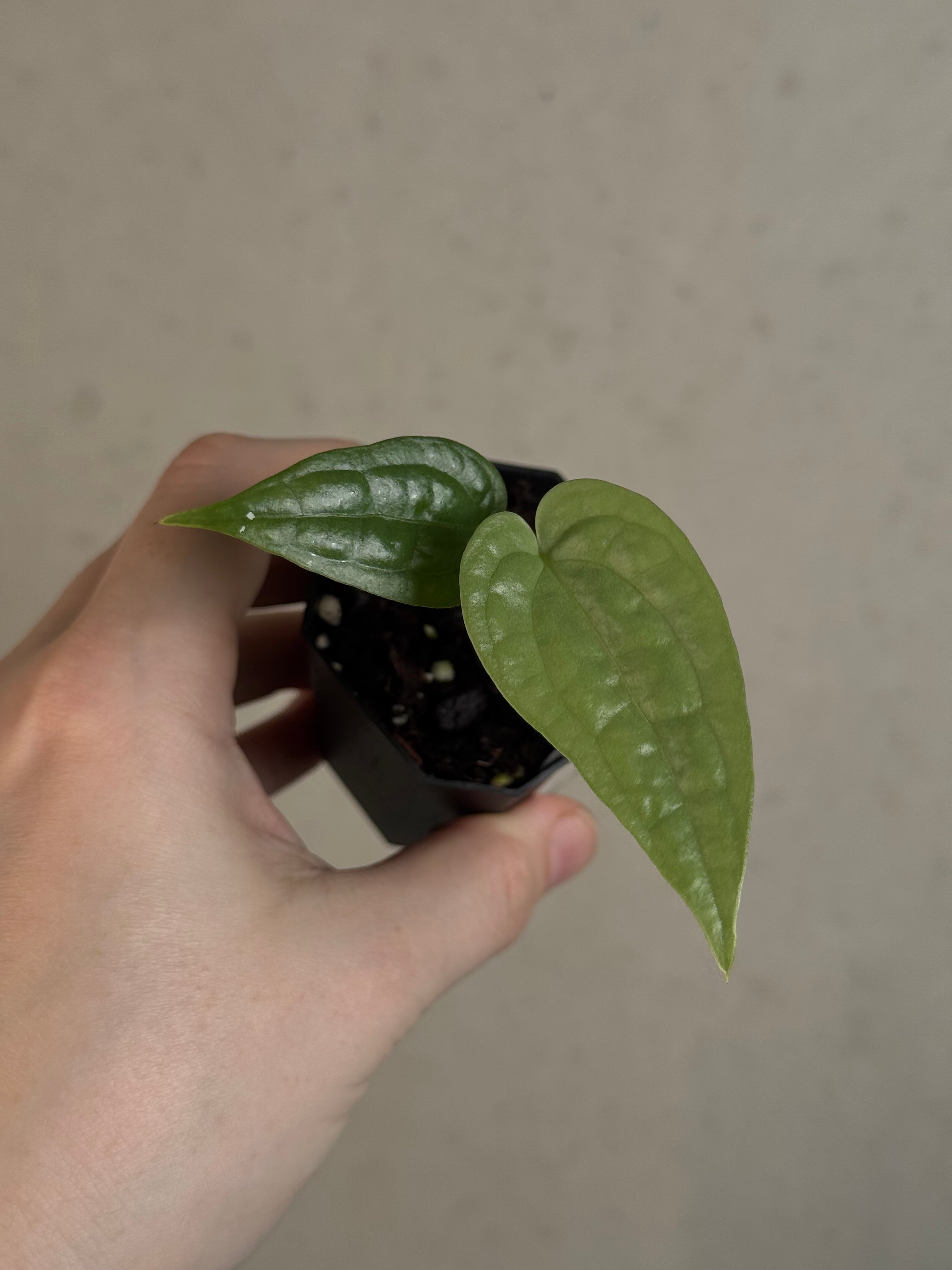 Anthurium sp. Limon