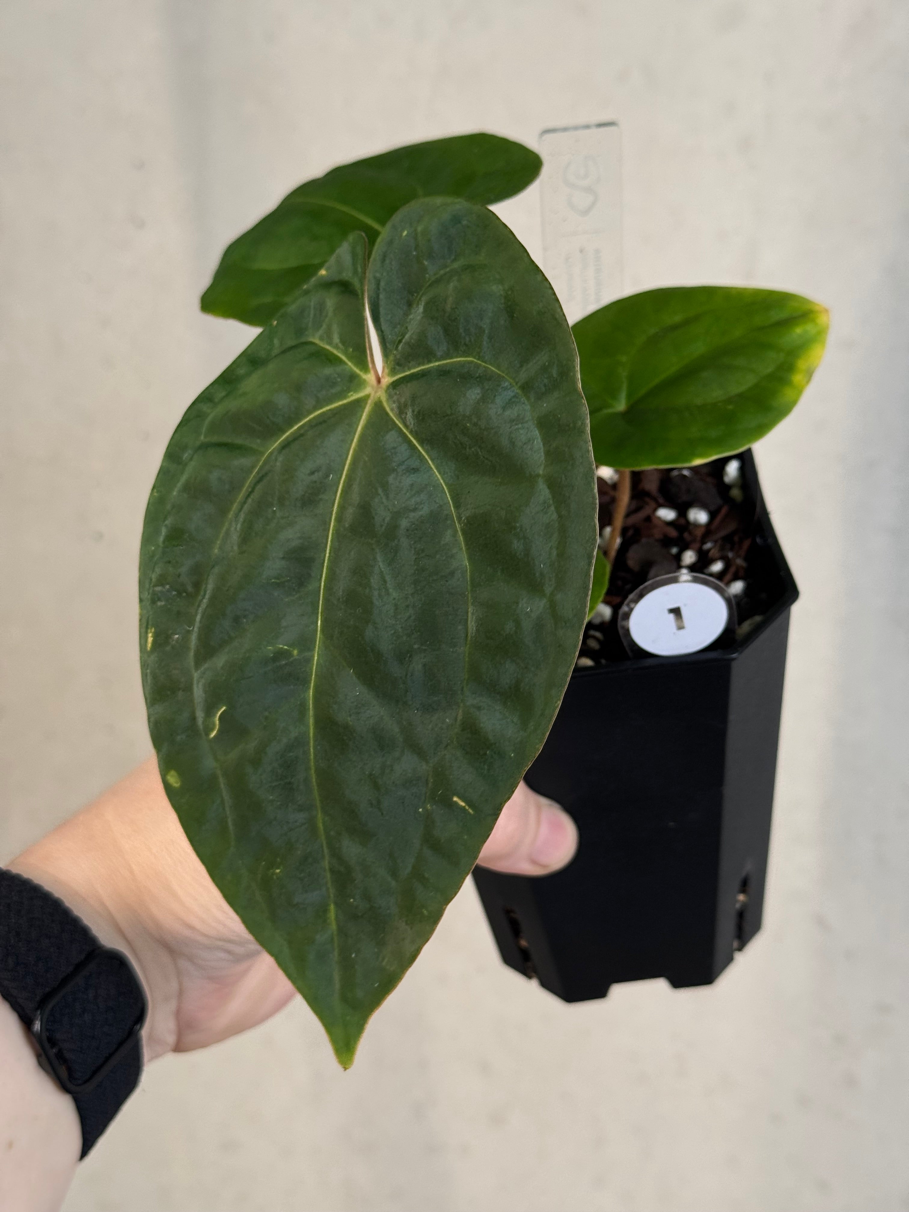 Anthurium Papillilaminum 'Guna Yala' x Luxurians