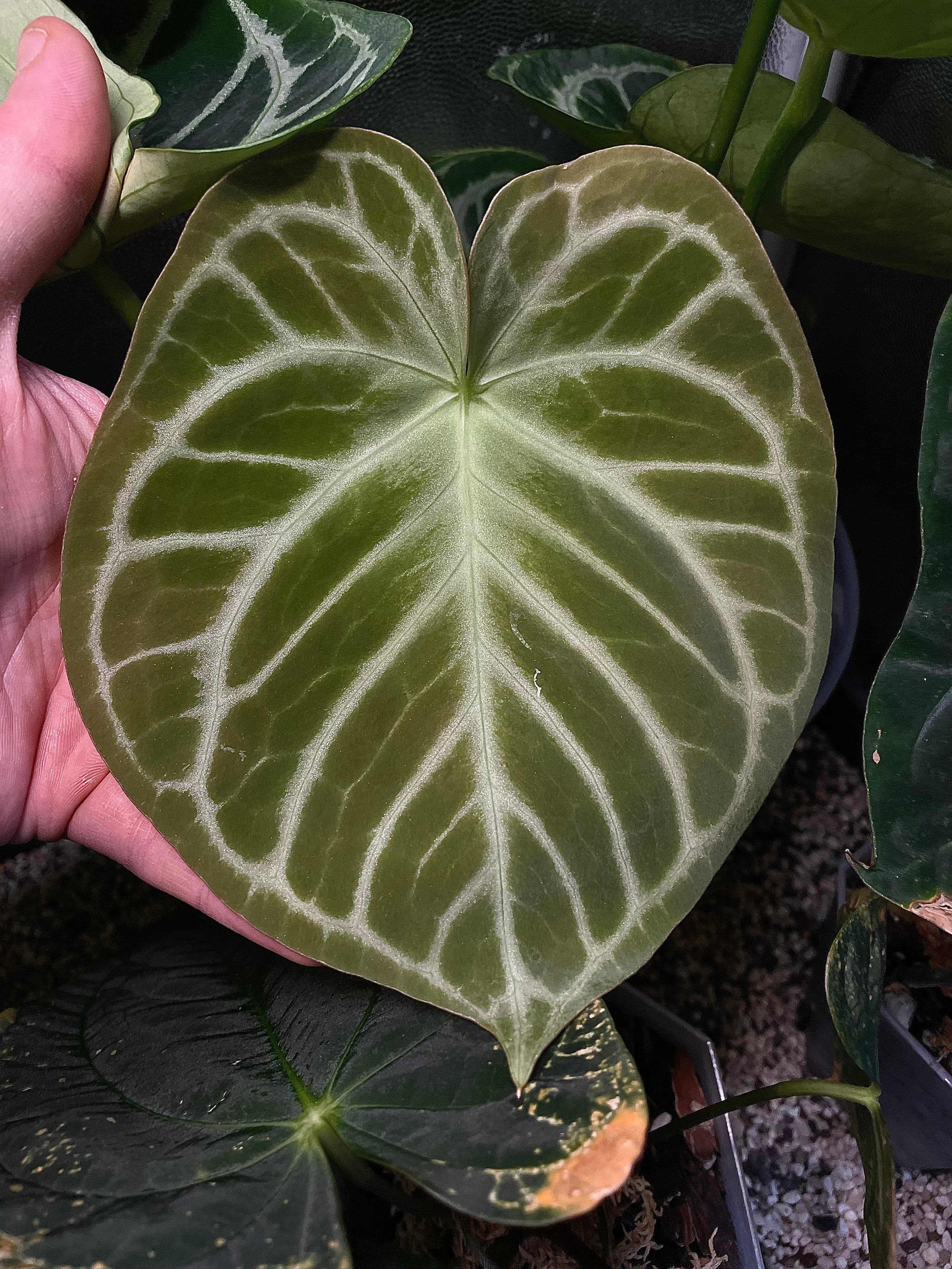 Anthurium 'Silver Blush' S1 (set of 5) - SMUKHI