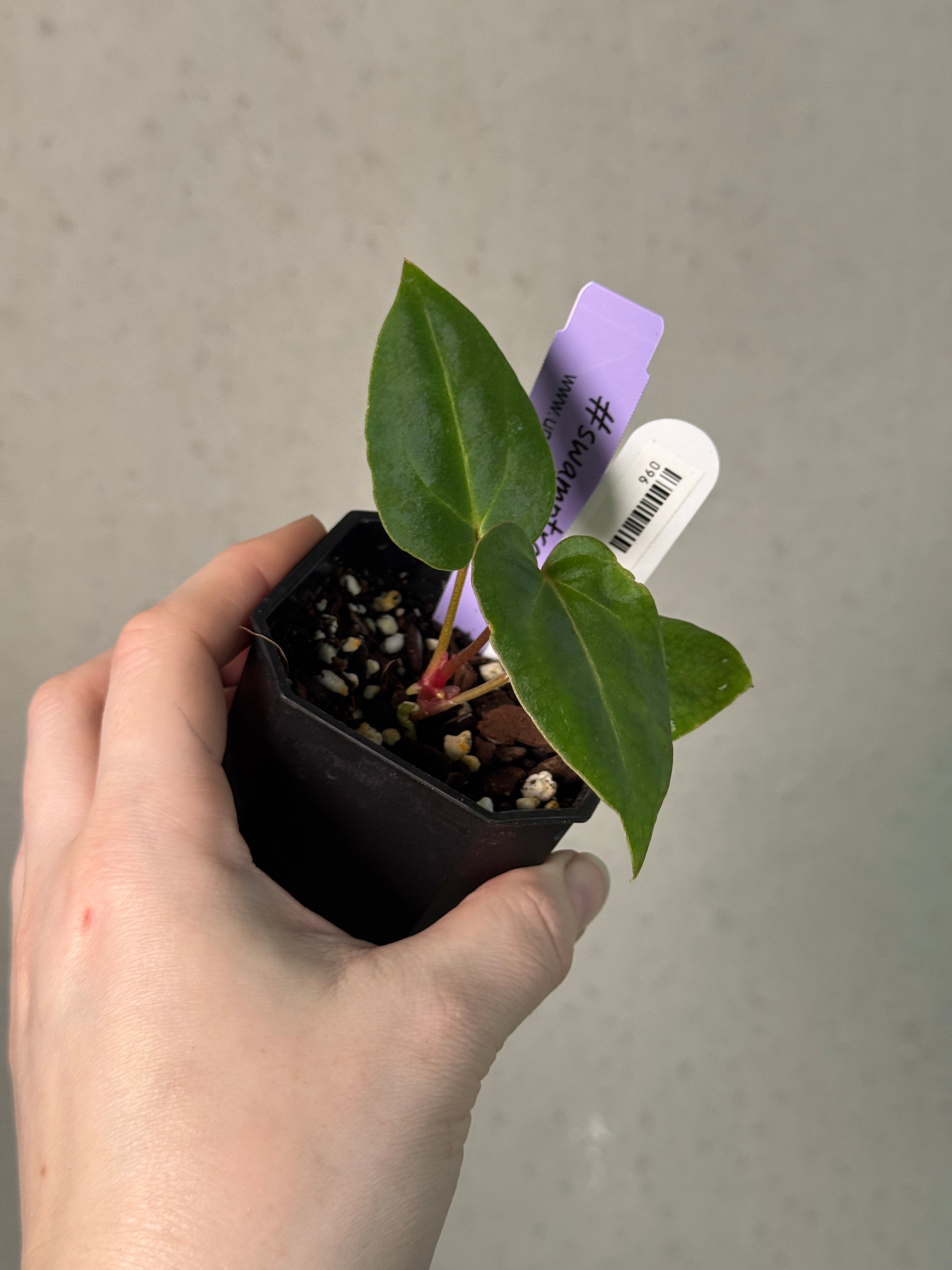 Anthurium Stripey X2 x Besseae aff 'Spider'