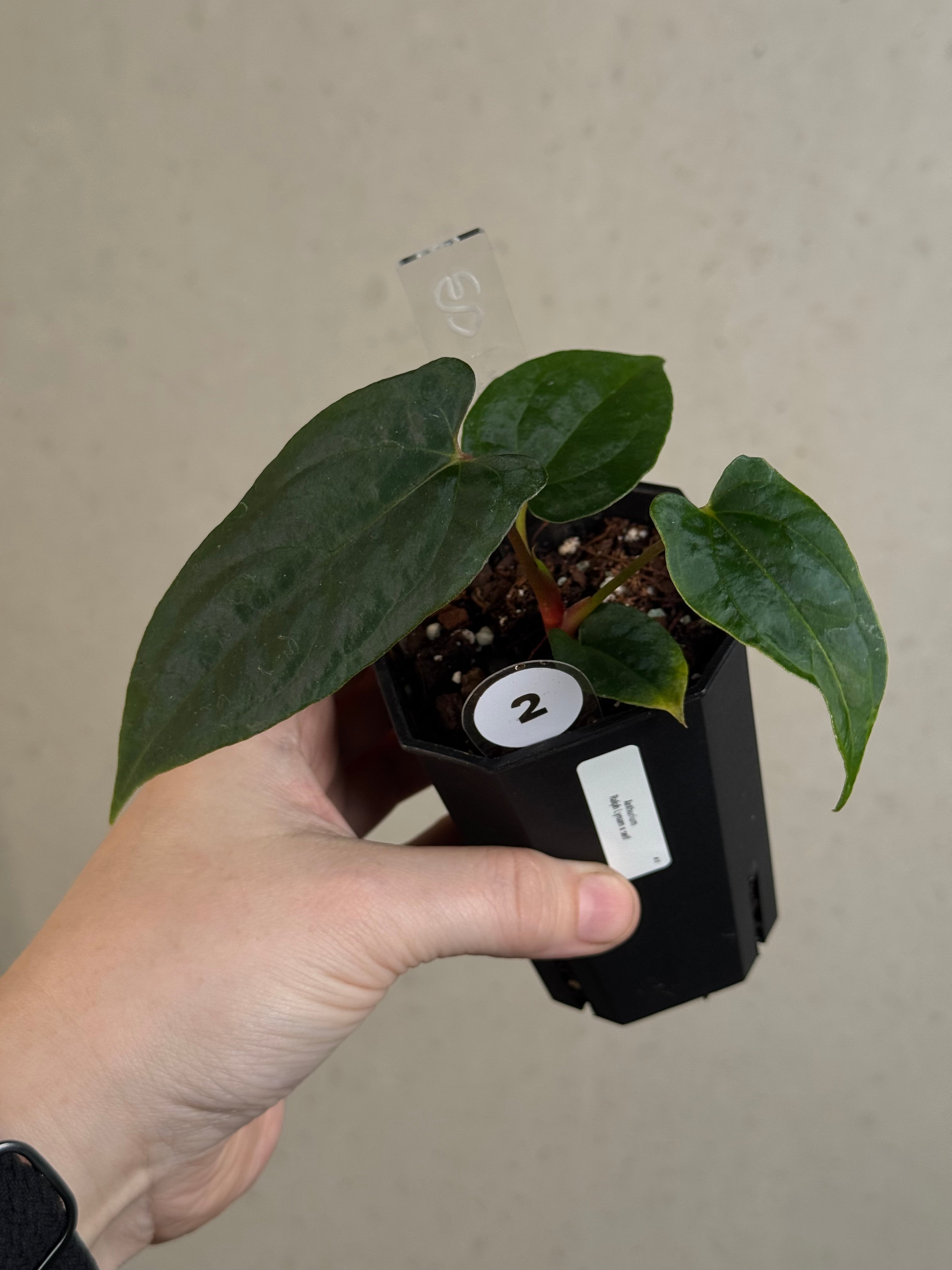 Anthurium Ralph Lynam x self