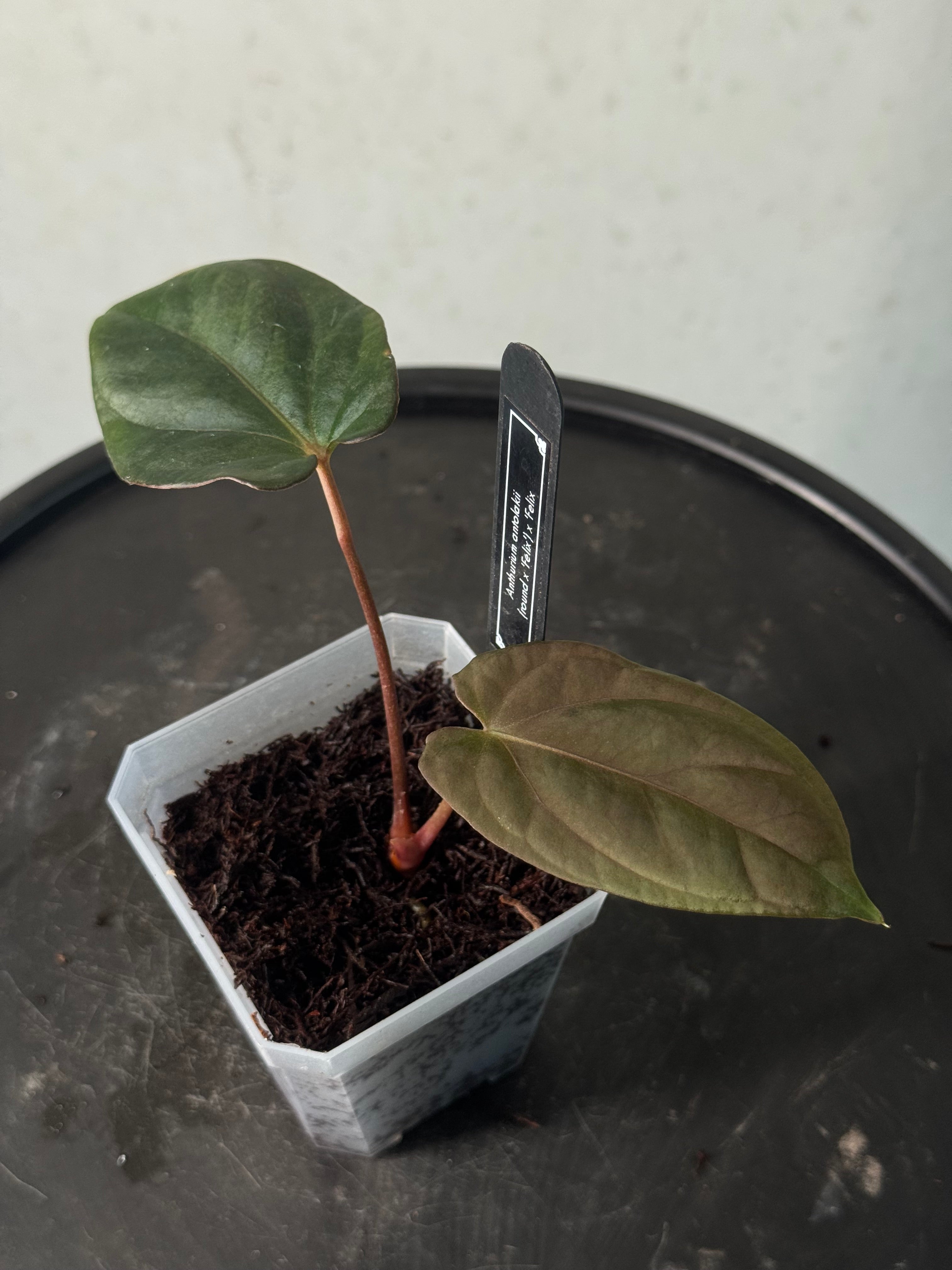 Anthurium BVEP ('Round' x 'Felix') x 'Felix' - Clone