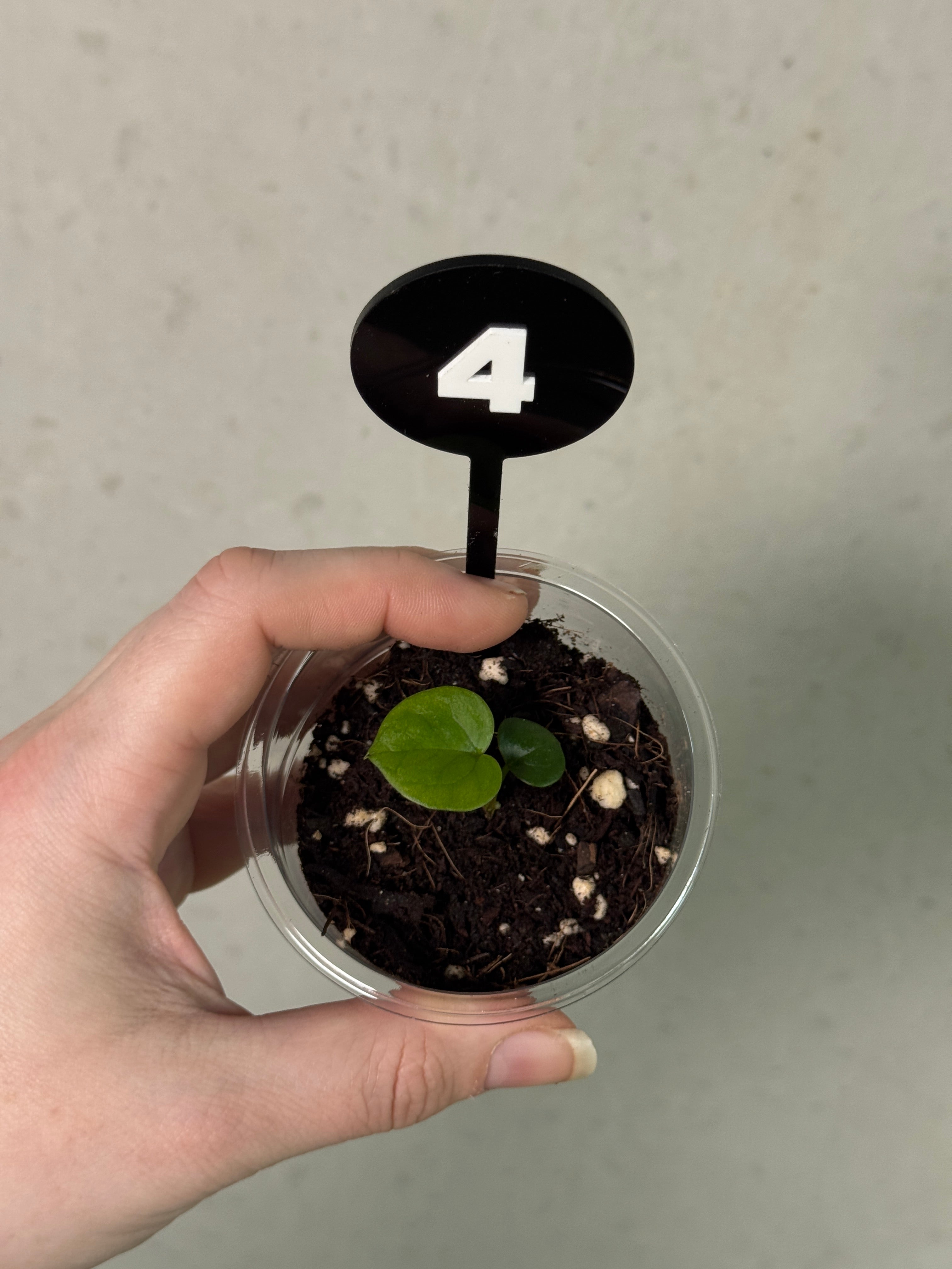 Anthurium HU Round '1’ x ‘2’