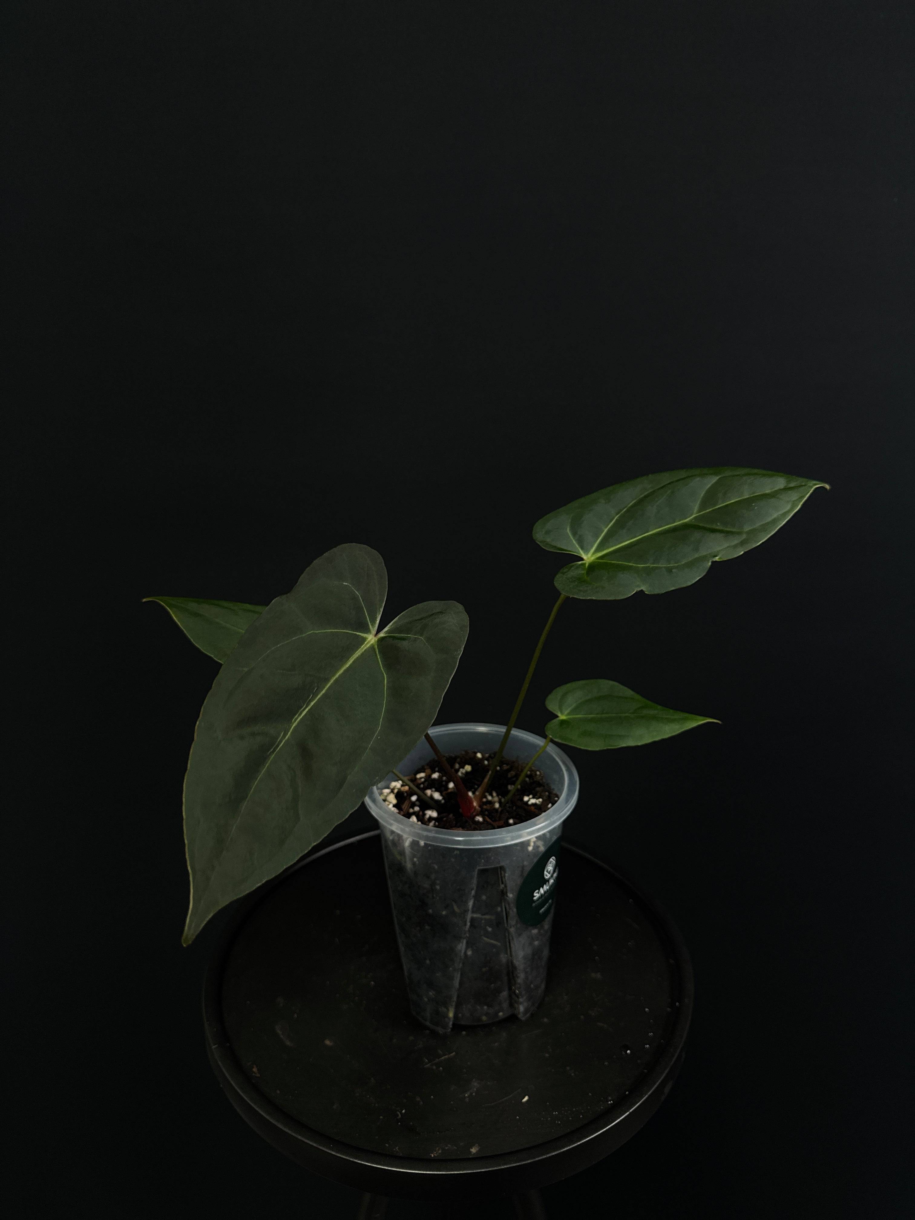 NFS: Anthurium Blue Papillilaminum - SMUKHI