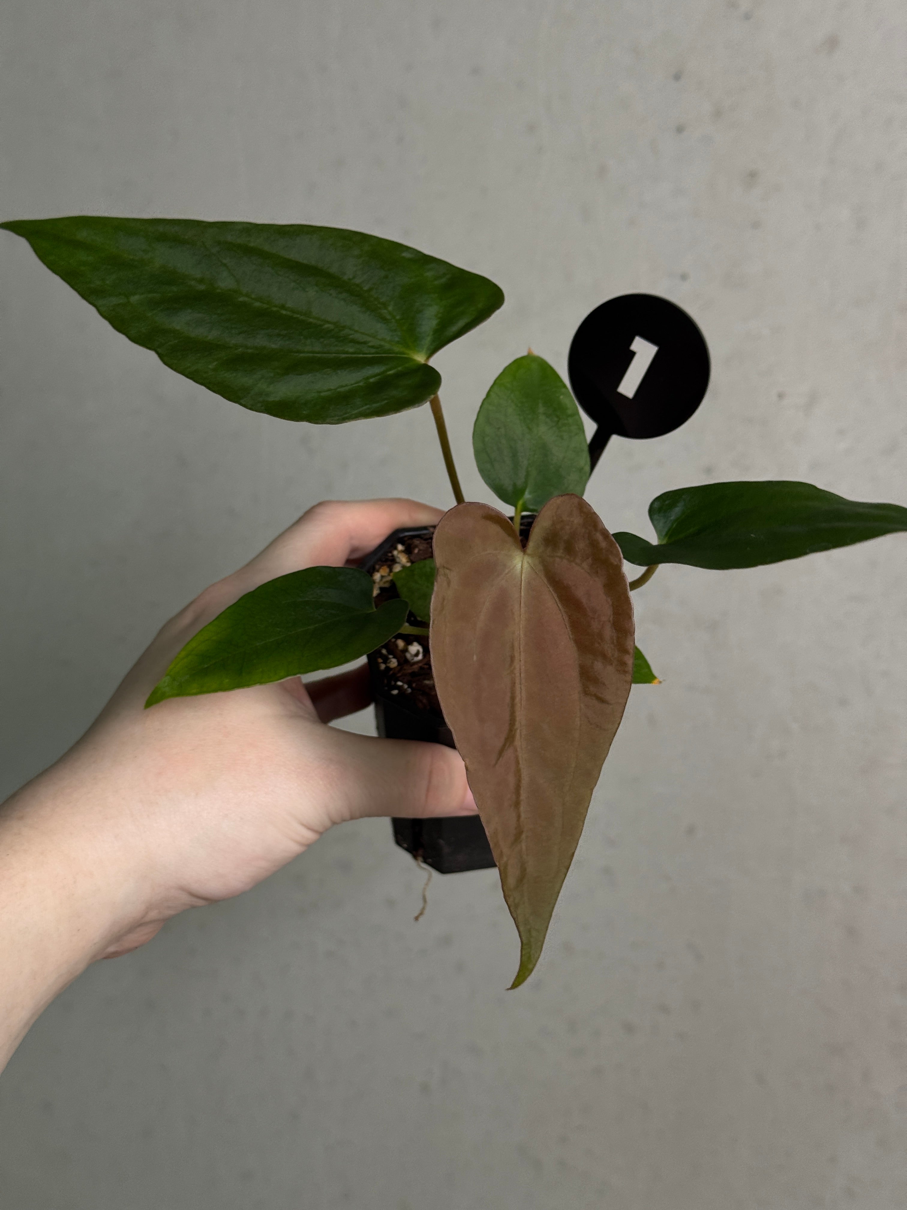 Anthurium sp. Nov DF x (Papillilaminum x Dressleri)