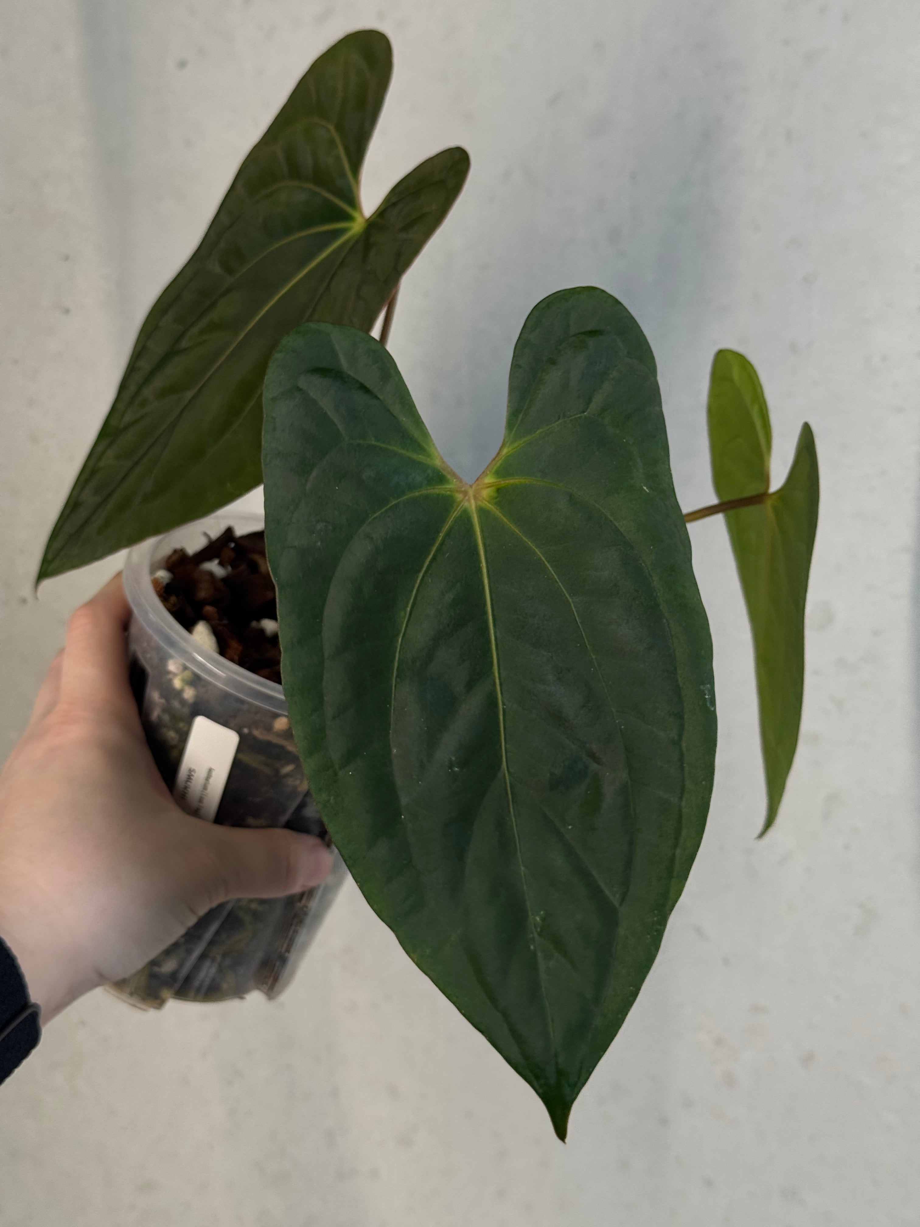 Anthurium ‘Lost Tag’