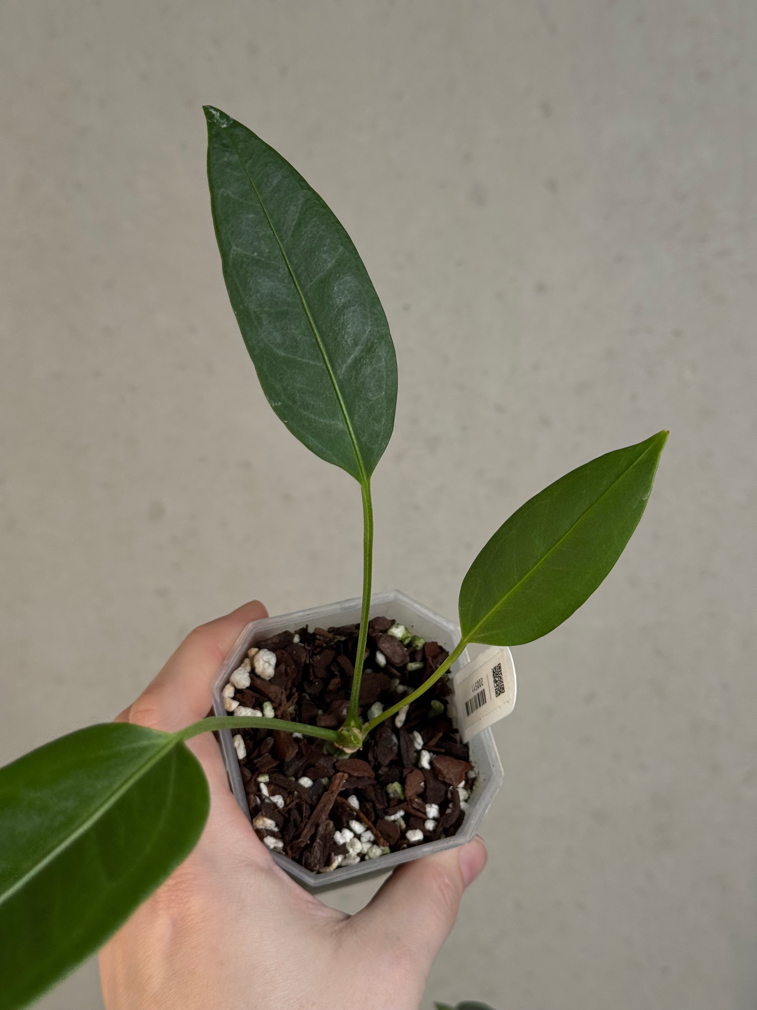 Anthurium sp. Morona x self
