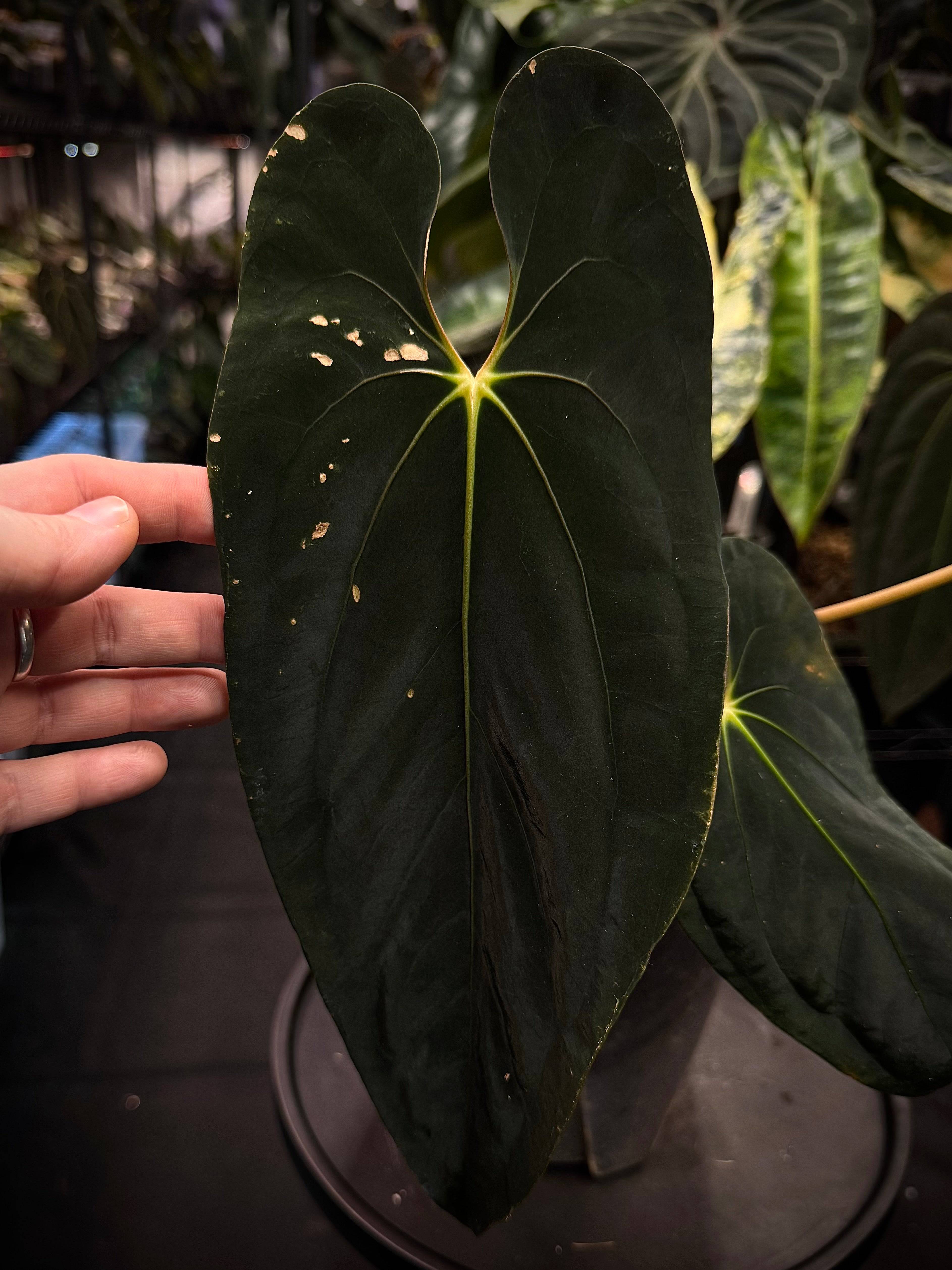 NFS: Anthurium Papillilaminum ‘Dagger’ - SMUKHI