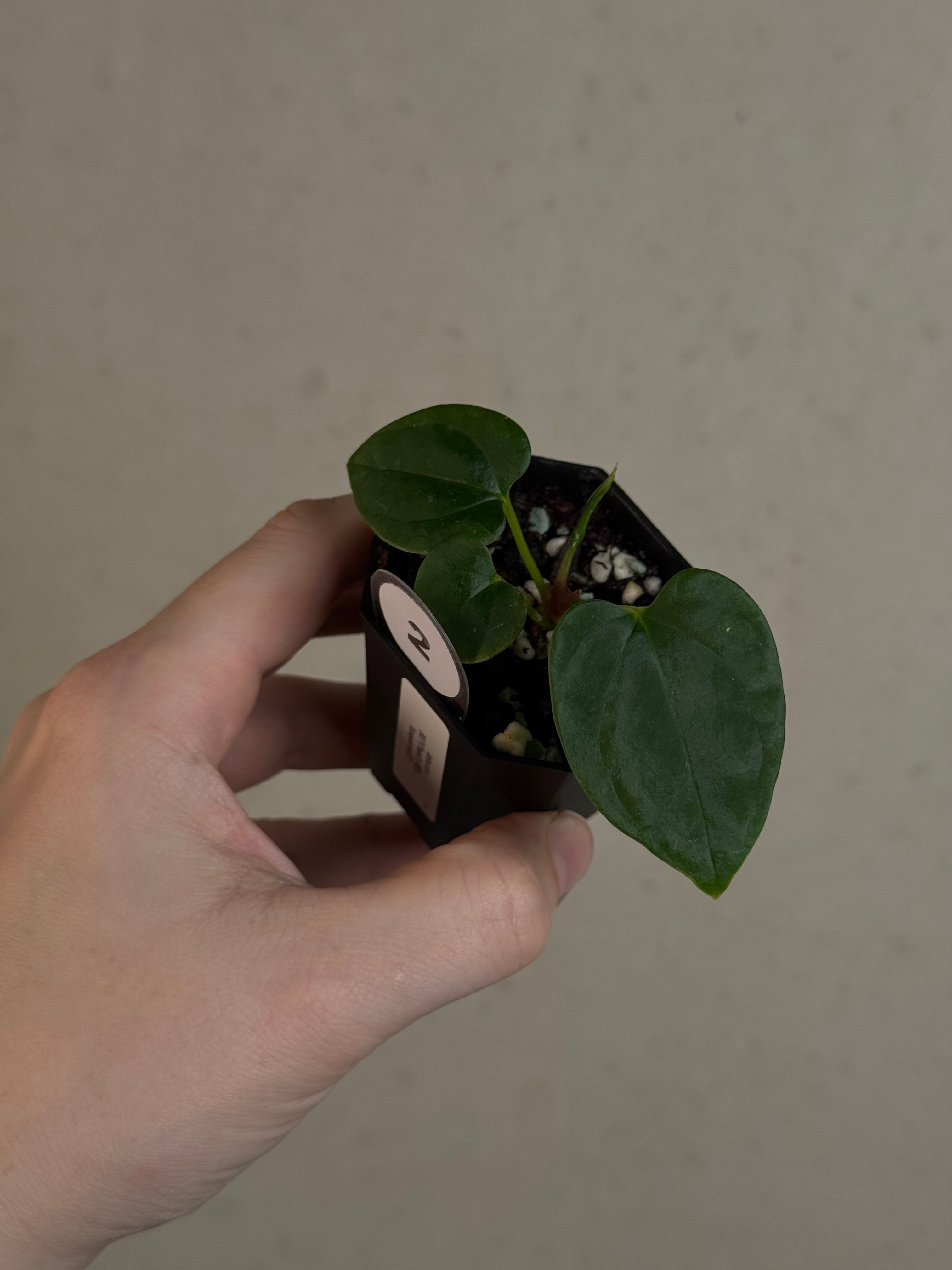 Anthurium BVEP ('Round' x RA1) x Kunayalense CC1