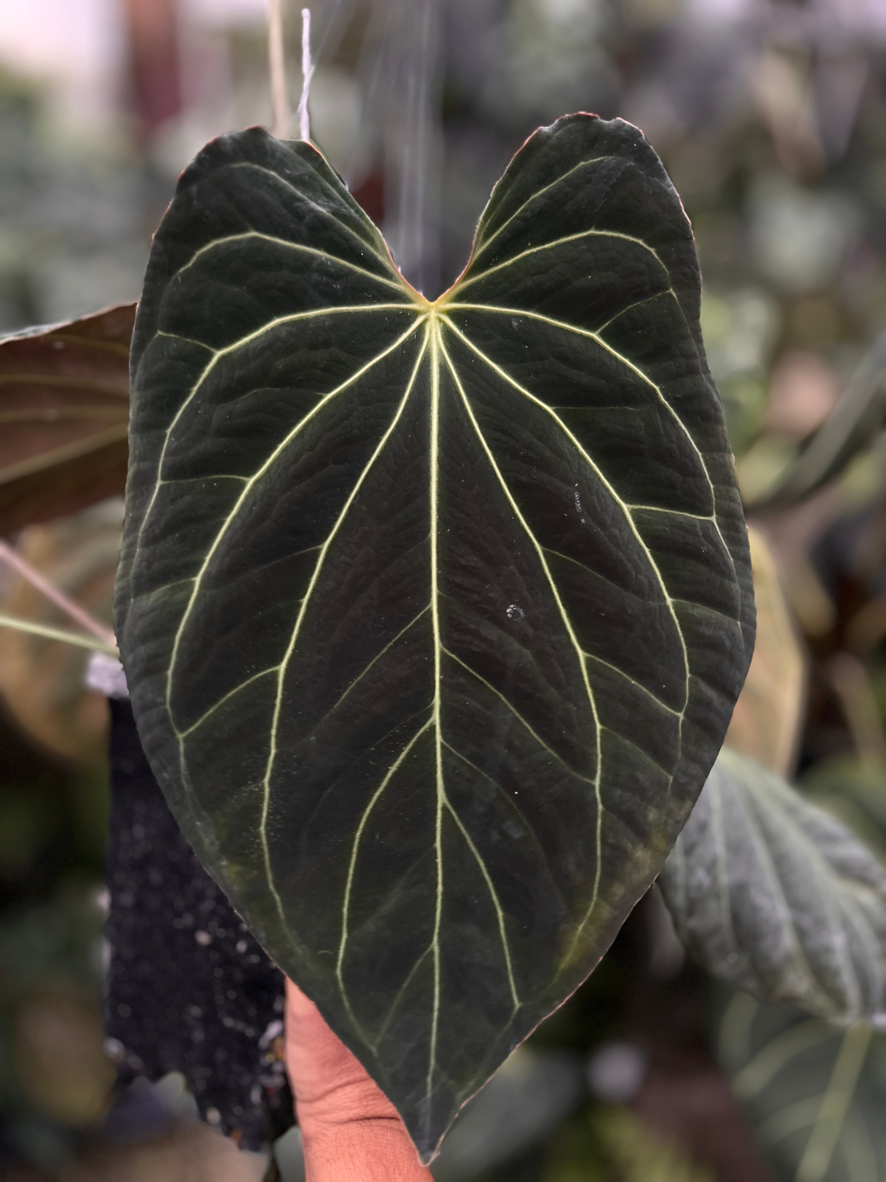 Anthurium Stripey X2 x Besseae aff 'Spider' - SMUKHI