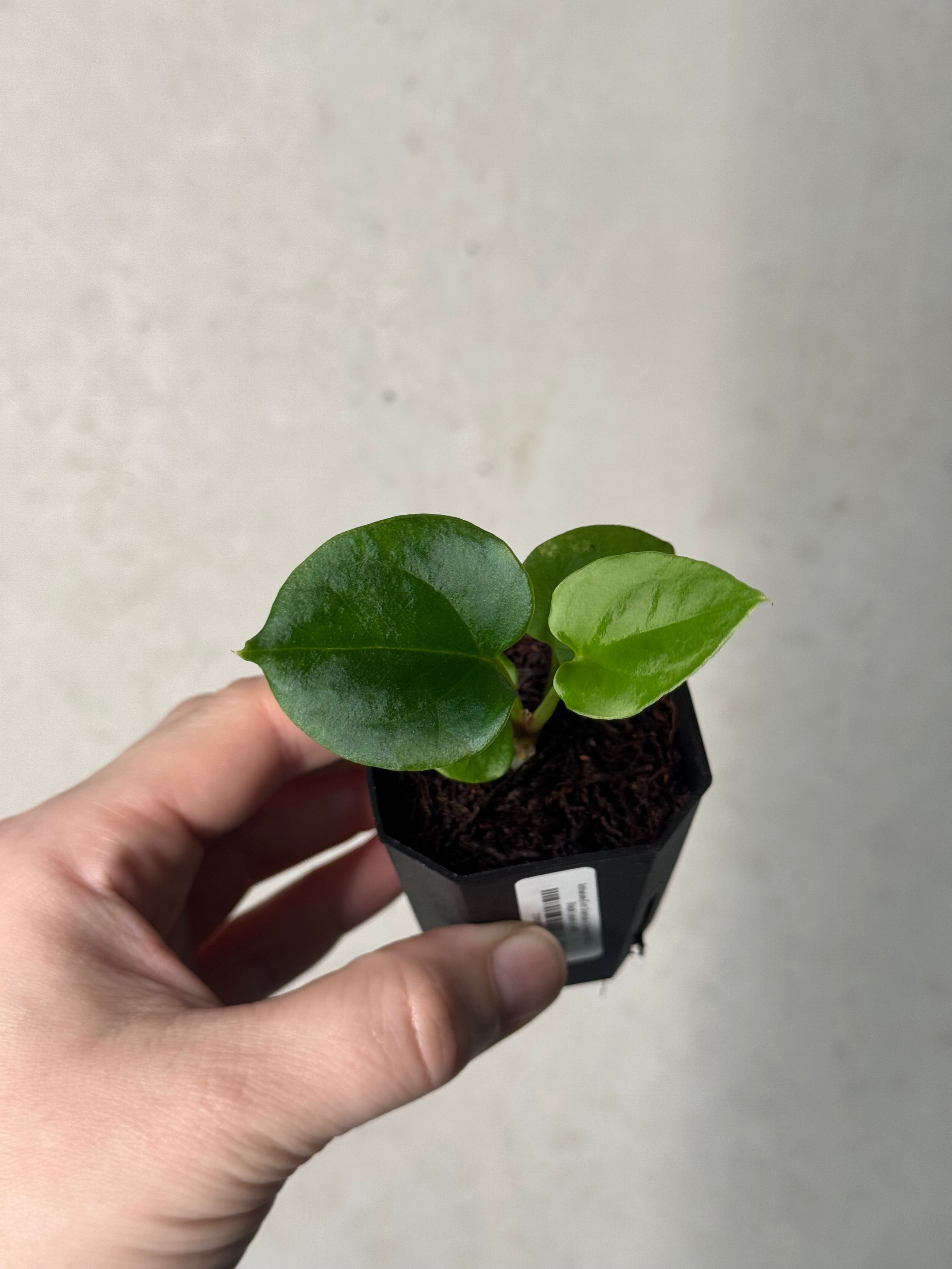 Anthurium (Fort Sherman x Dressleri RG) x (Ralph Lynam x self)