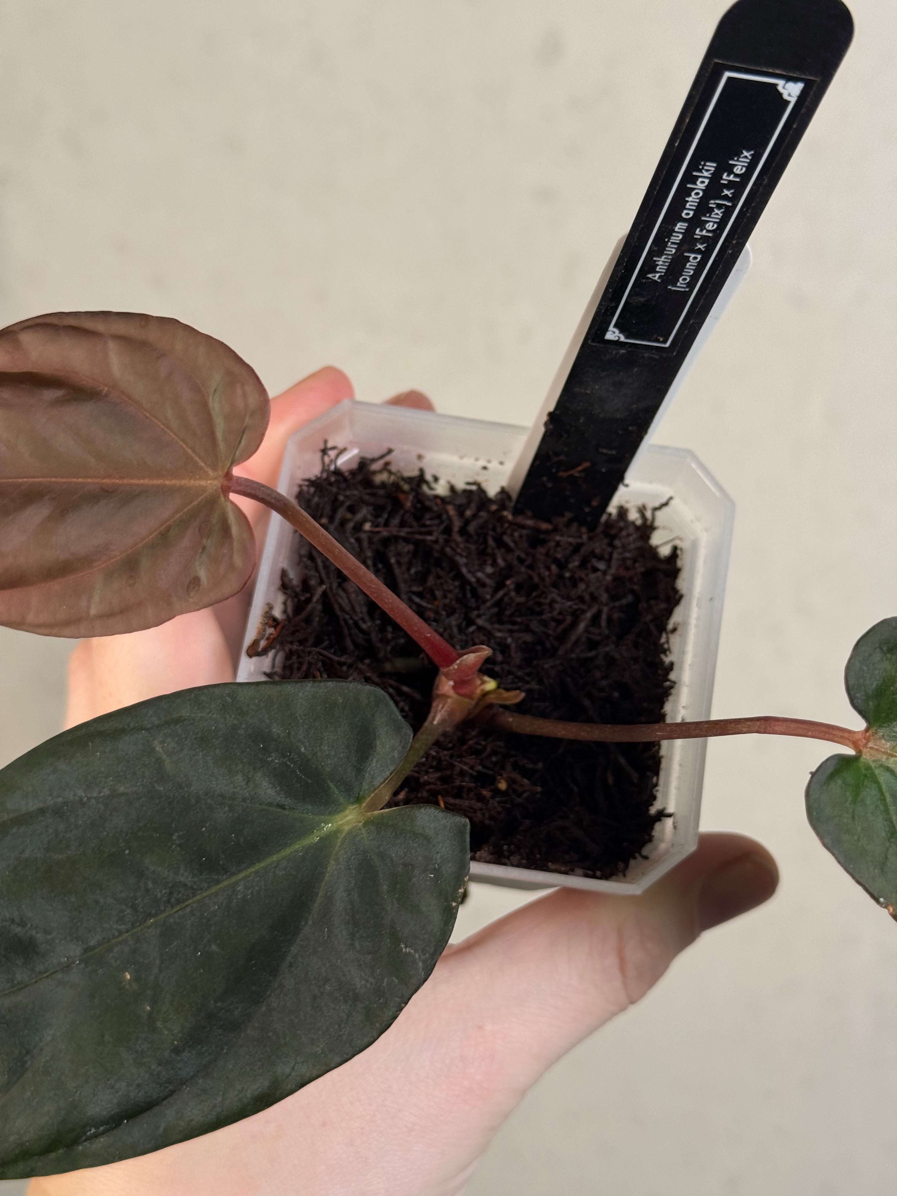 Anthurium BVEP ('Round' x 'Felix') x 'Felix' - Clone