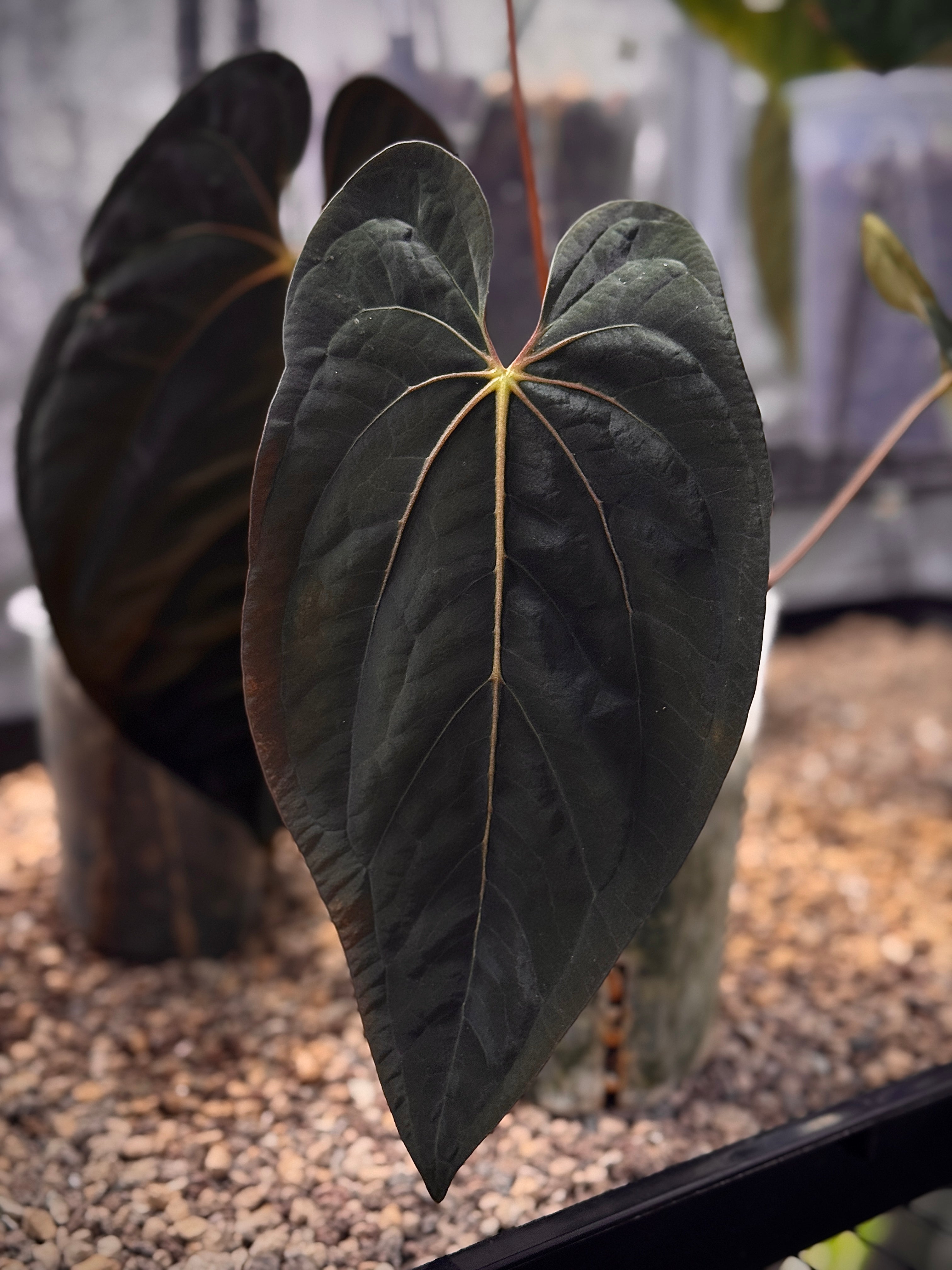 Anthurium Papillilaminum WU1 x BVEP 'Oliver' - Clone