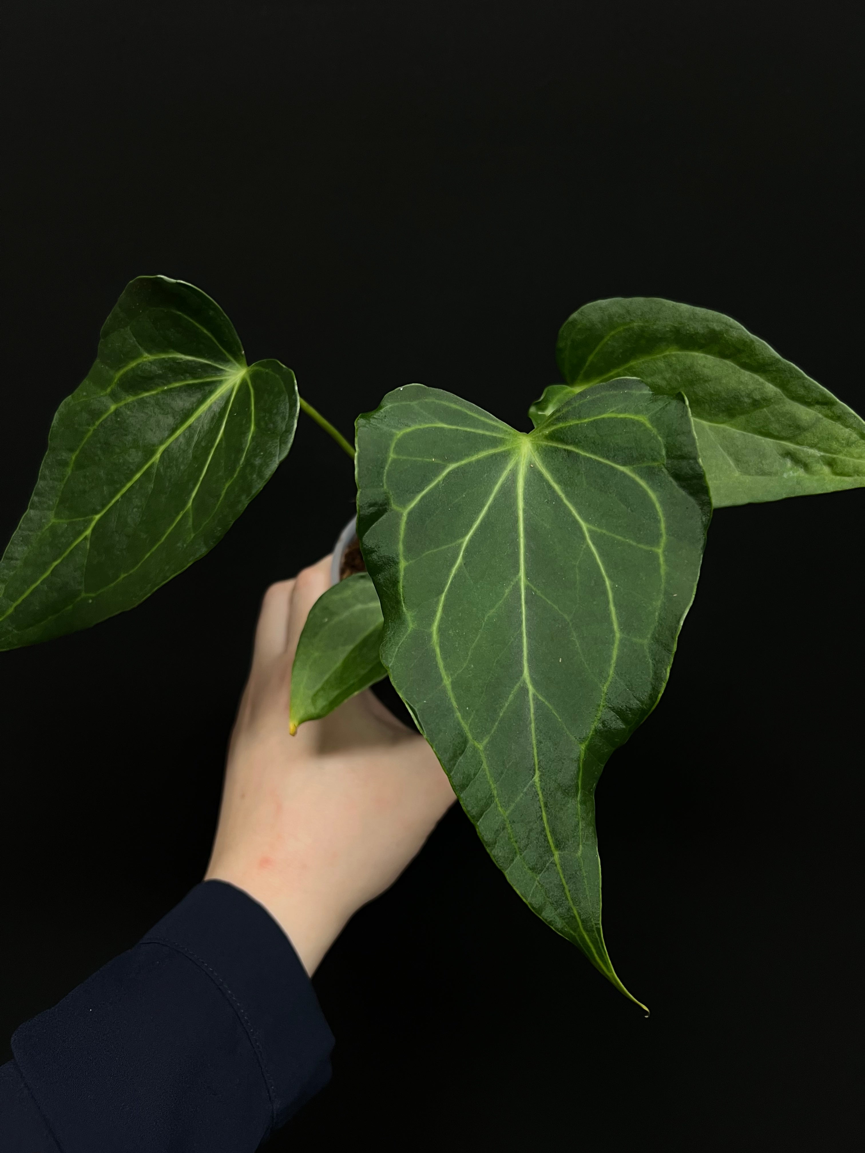 Anthurium ‘Delta Force’ (Clarinervium x Pedatoradiatum)