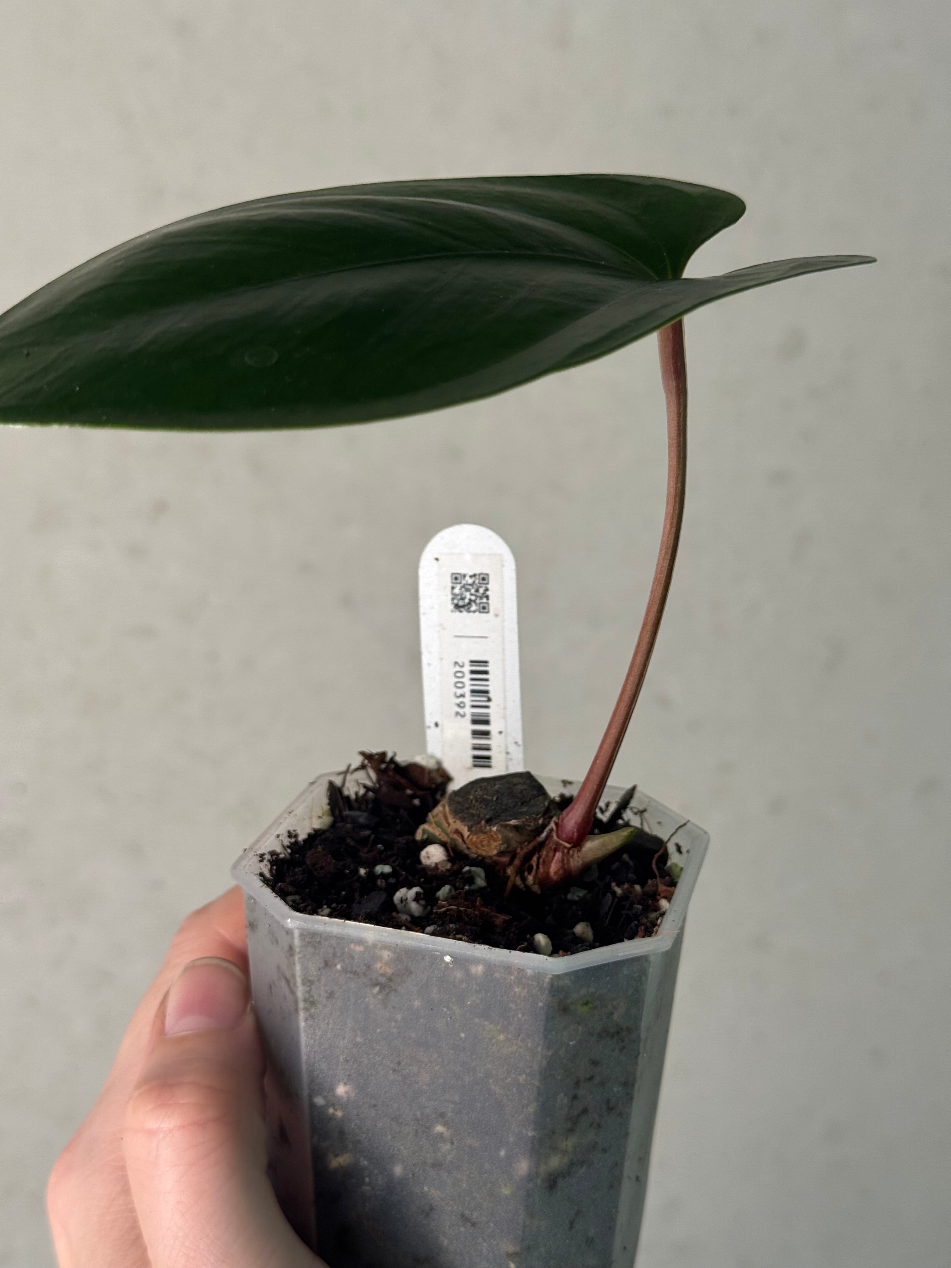 Anthurium sp. Napo (Nigrolaminum 'Gigi') - Clone