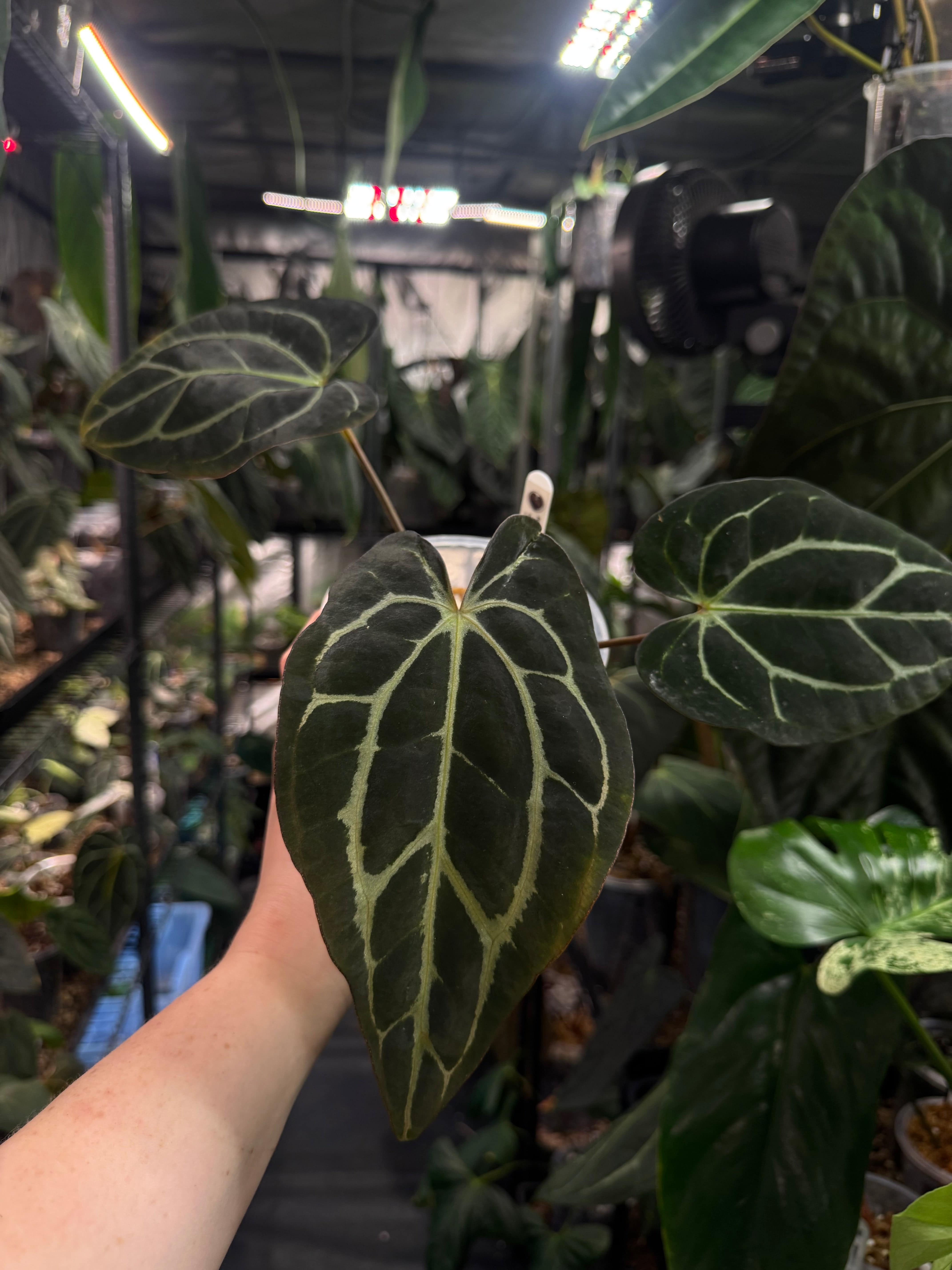 Anthurium Carlablackiae SS x RA10 - SMUKHI