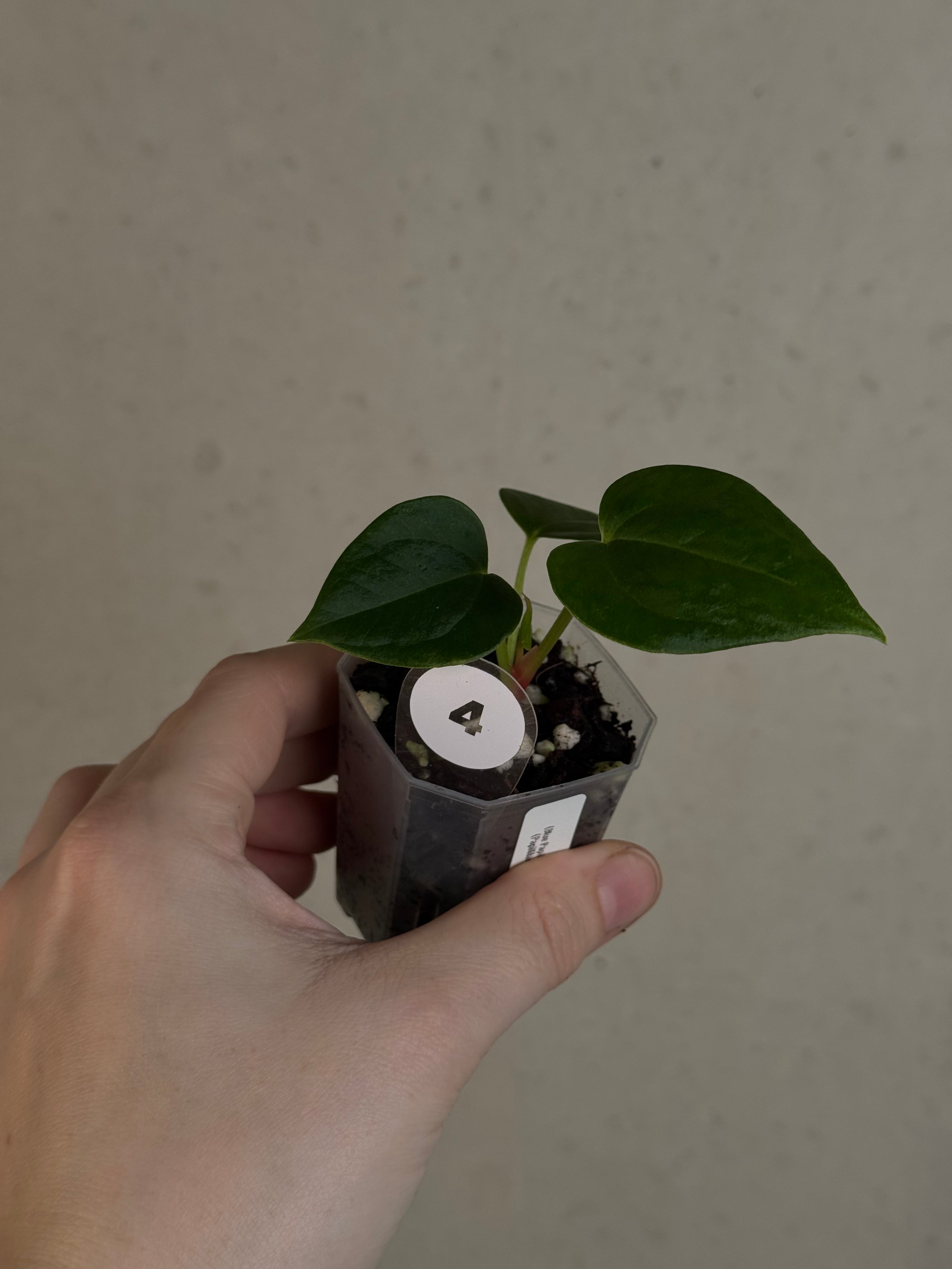 Anthurium (Blue Papillilaminum x Forgetii) x (Papillilaminum XOne x XOne)