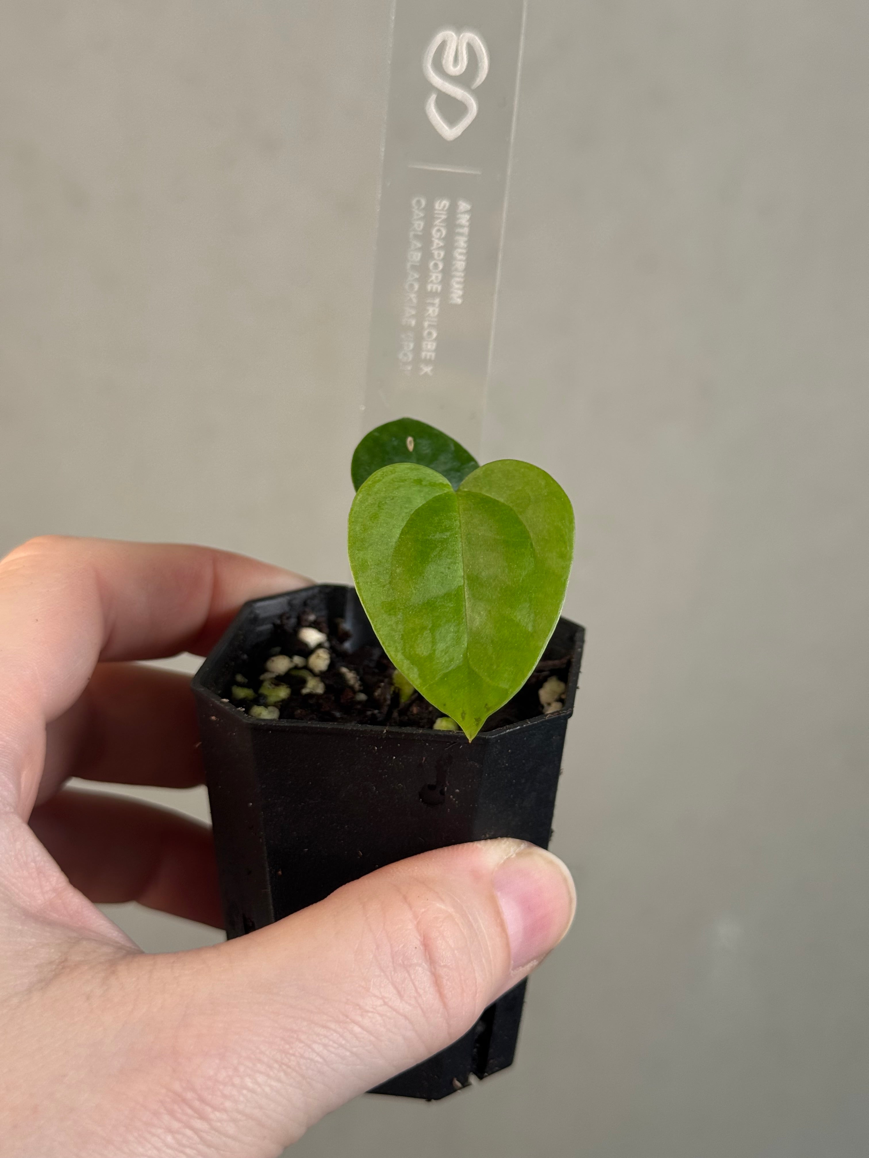 Anthurium Singapore Trilobe x Carlablackiae ‘JPG.1’